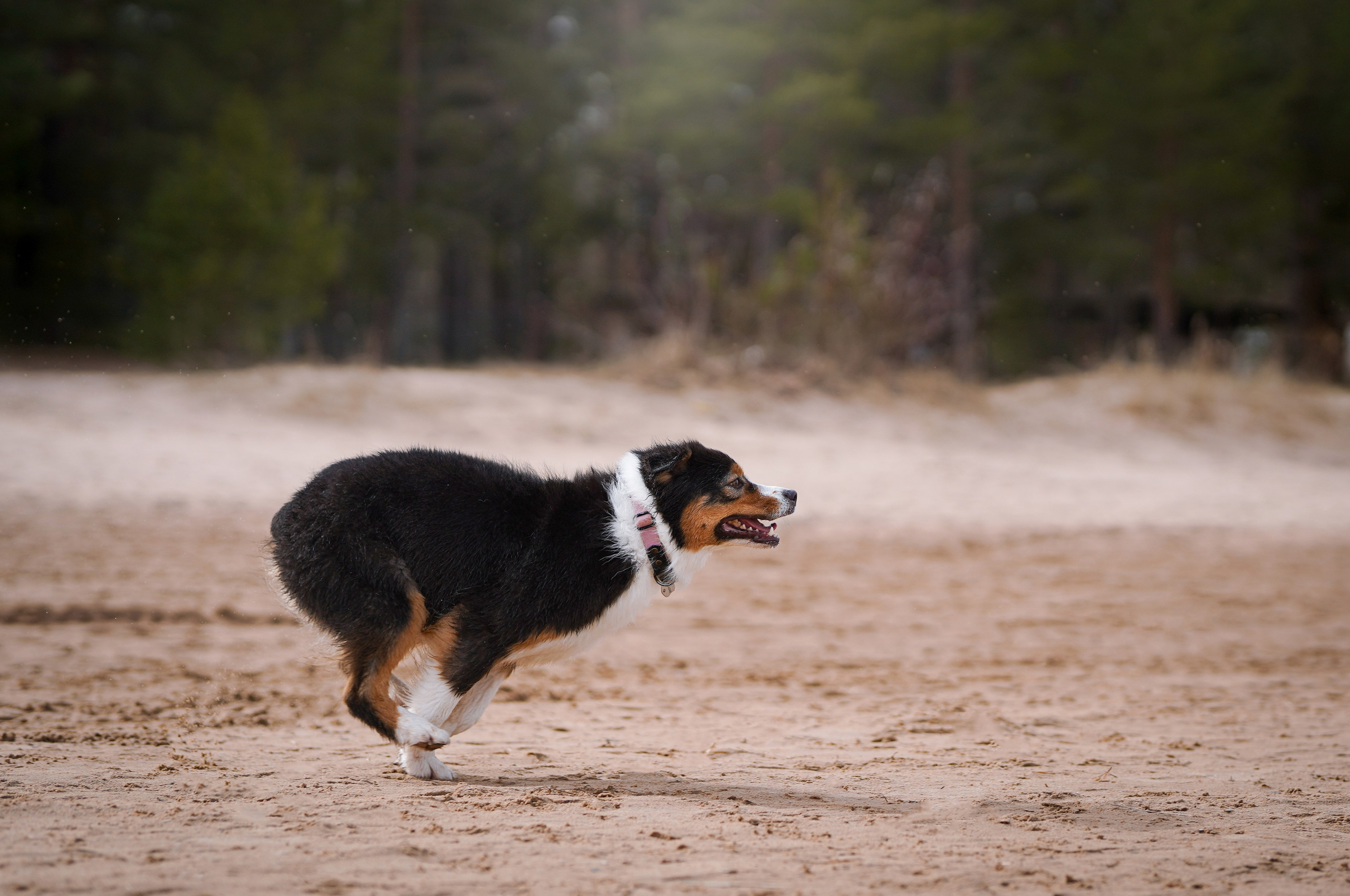 Аусси на Ладоге. Фотограф-анималист в Санкт-Петербурге Яна Мартынова