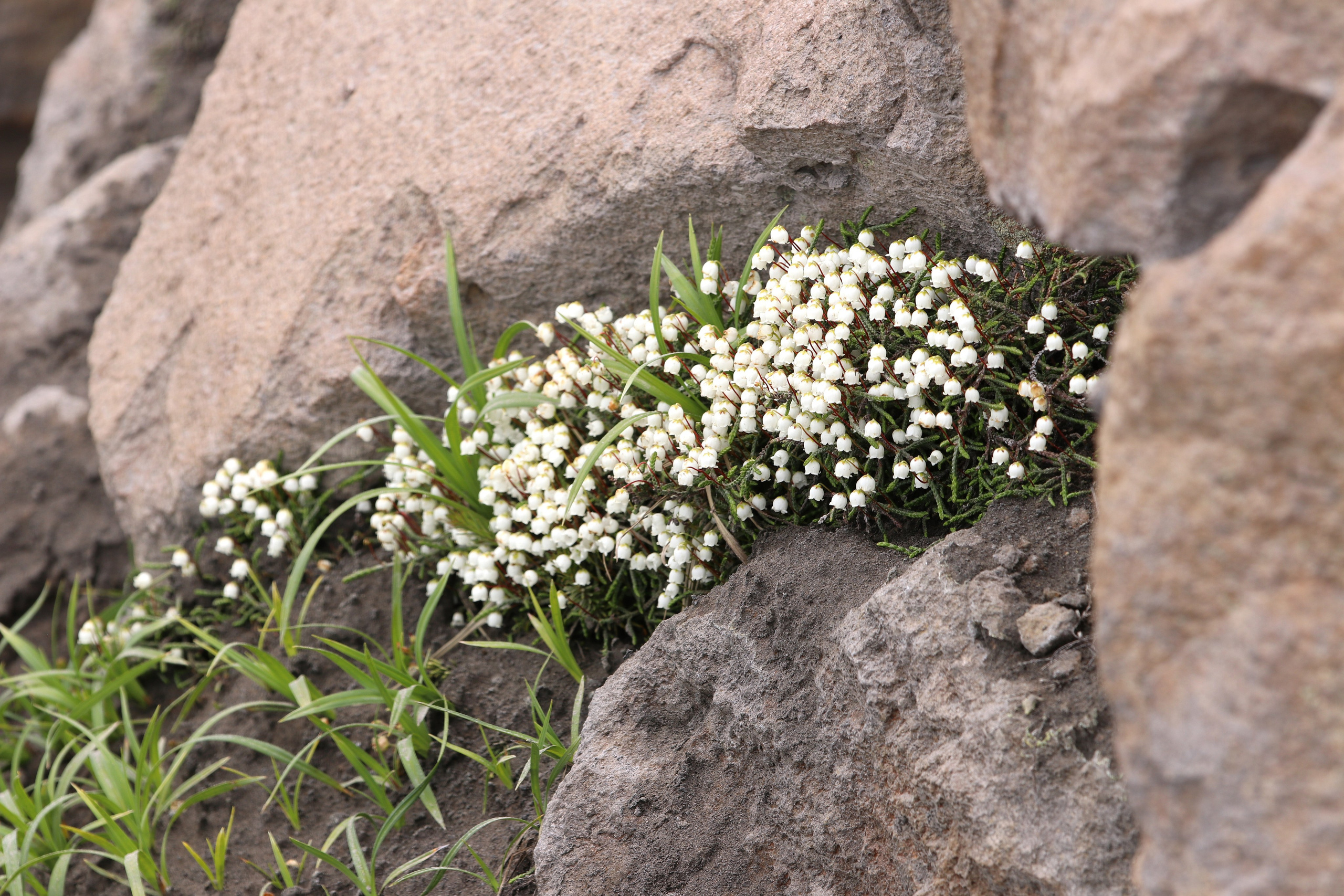Камчатка и о. Парамушир. Июль 2024. Путешественник-фотограф из Санкт-Петербурга Татьяна Свистулина
