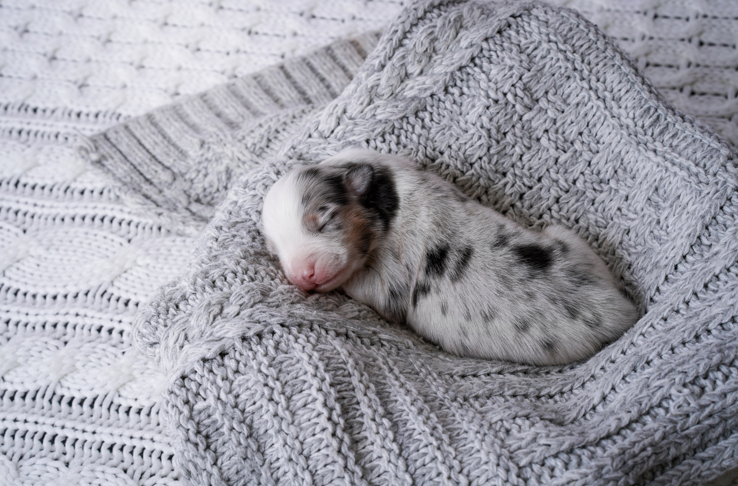 Щенки австралийской овчарки. Фотограф-анималист в Санкт-Петербурге Яна Мартынова