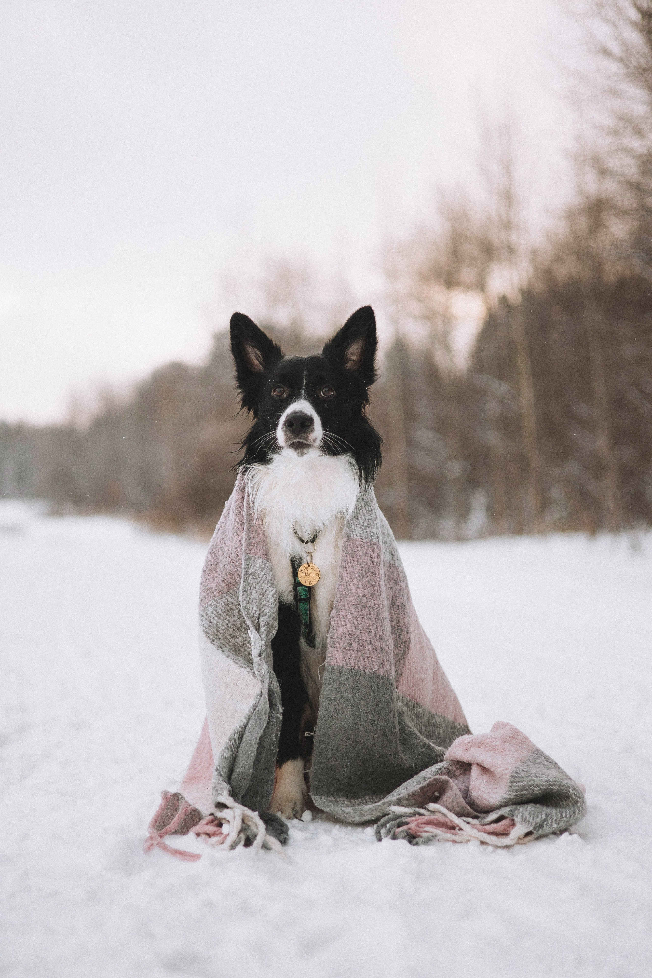 Алина и Найт. Фотограф-анималист Богданова Полина