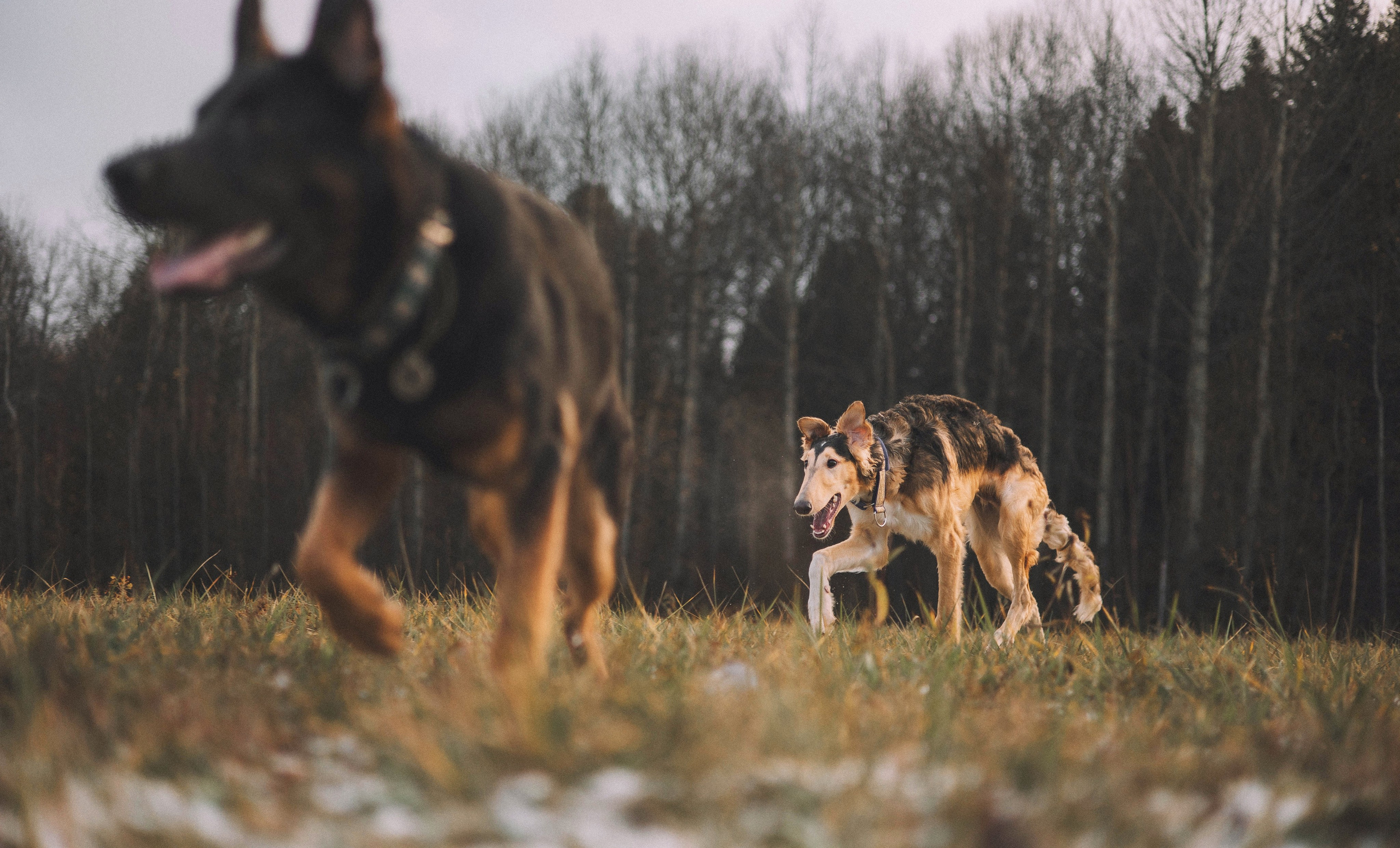 Алена, Леви и Микаса. Фотограф-анималист Богданова Полина