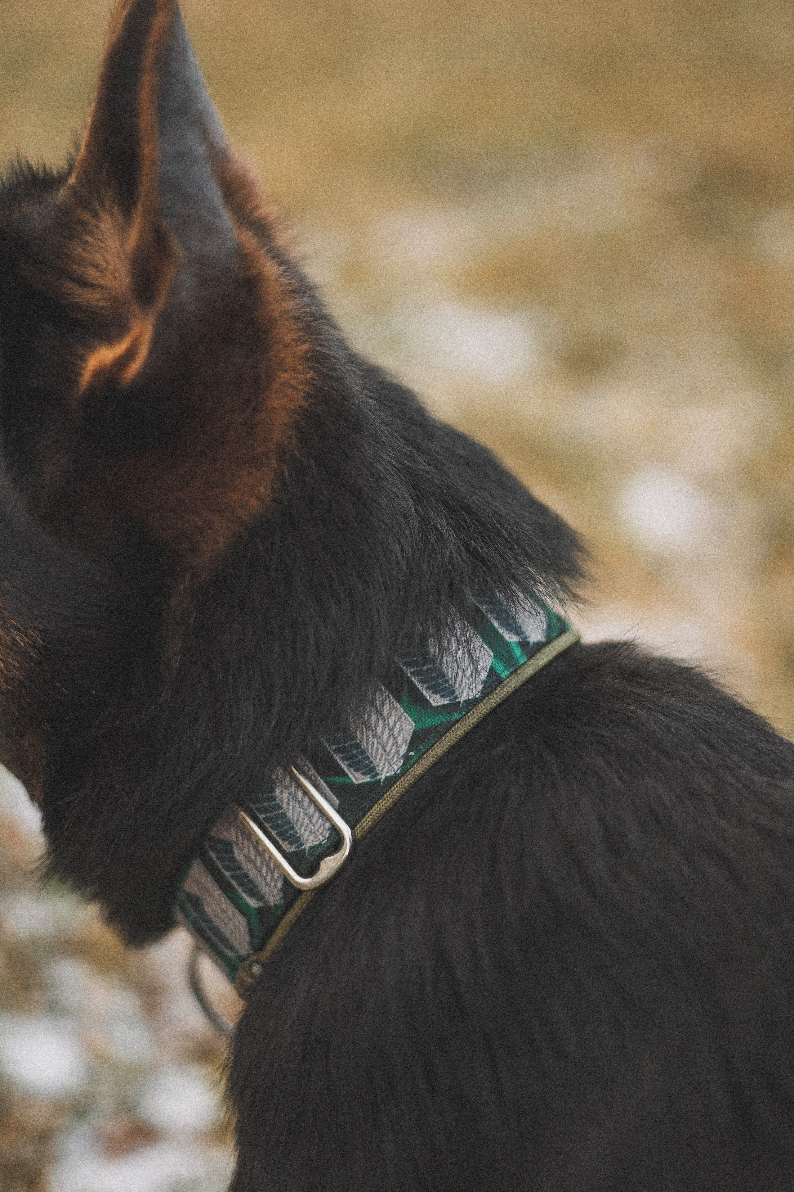 Алена, Леви и Микаса. Фотограф-анималист Богданова Полина
