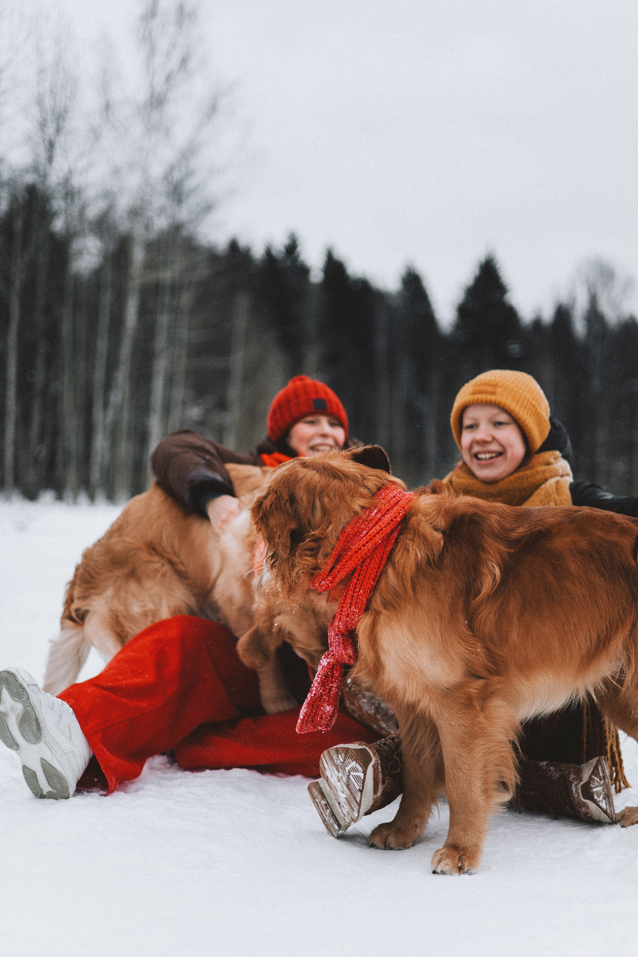 Саша, Юля, Грэй и Джой. Фотограф-анималист Богданова Полина