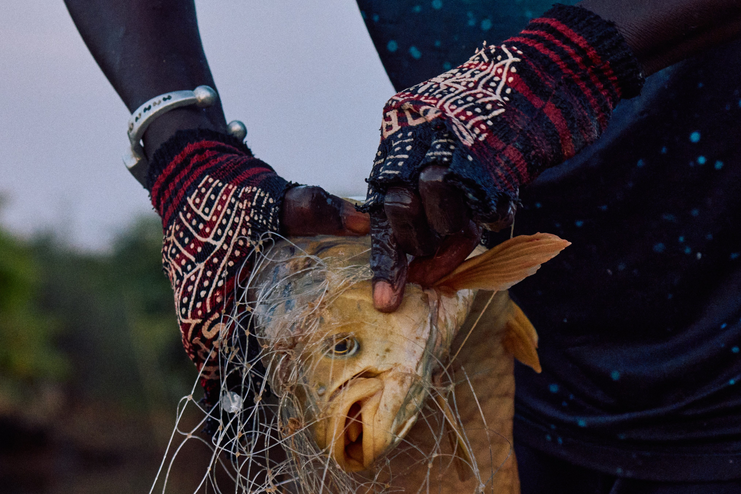 Gambia River. See the moment and catche. commercial and reportage