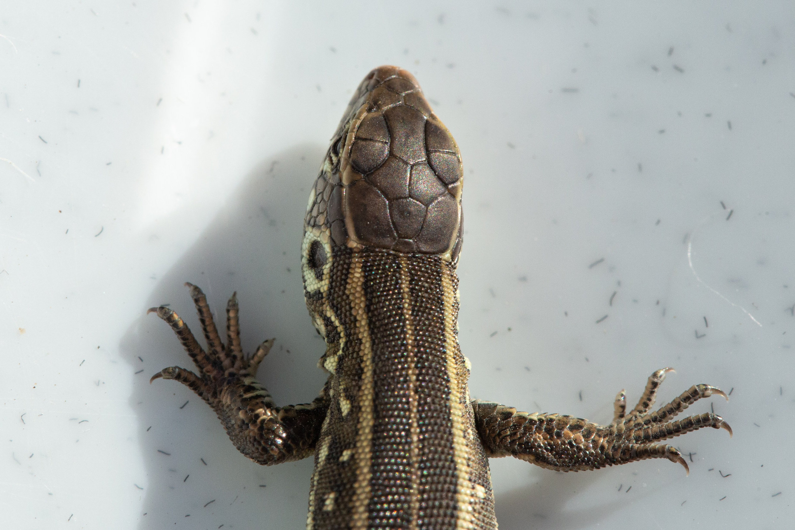 Фото Животных. Студия Максима Белослюдцева