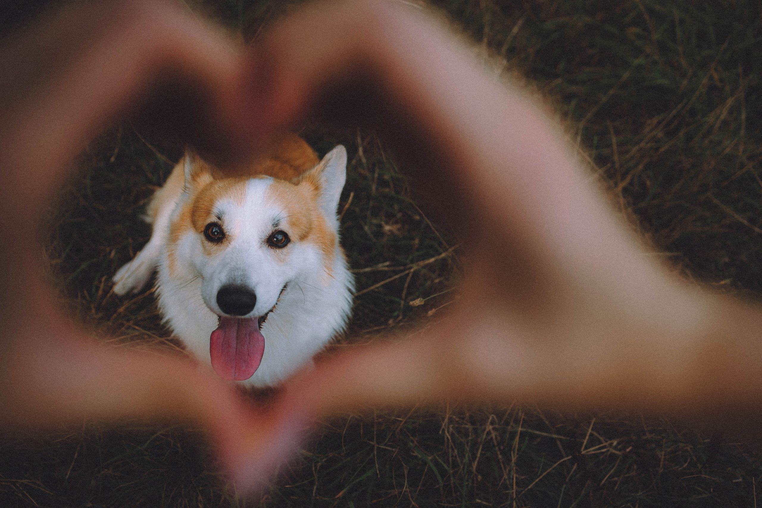 Арчи и его семья