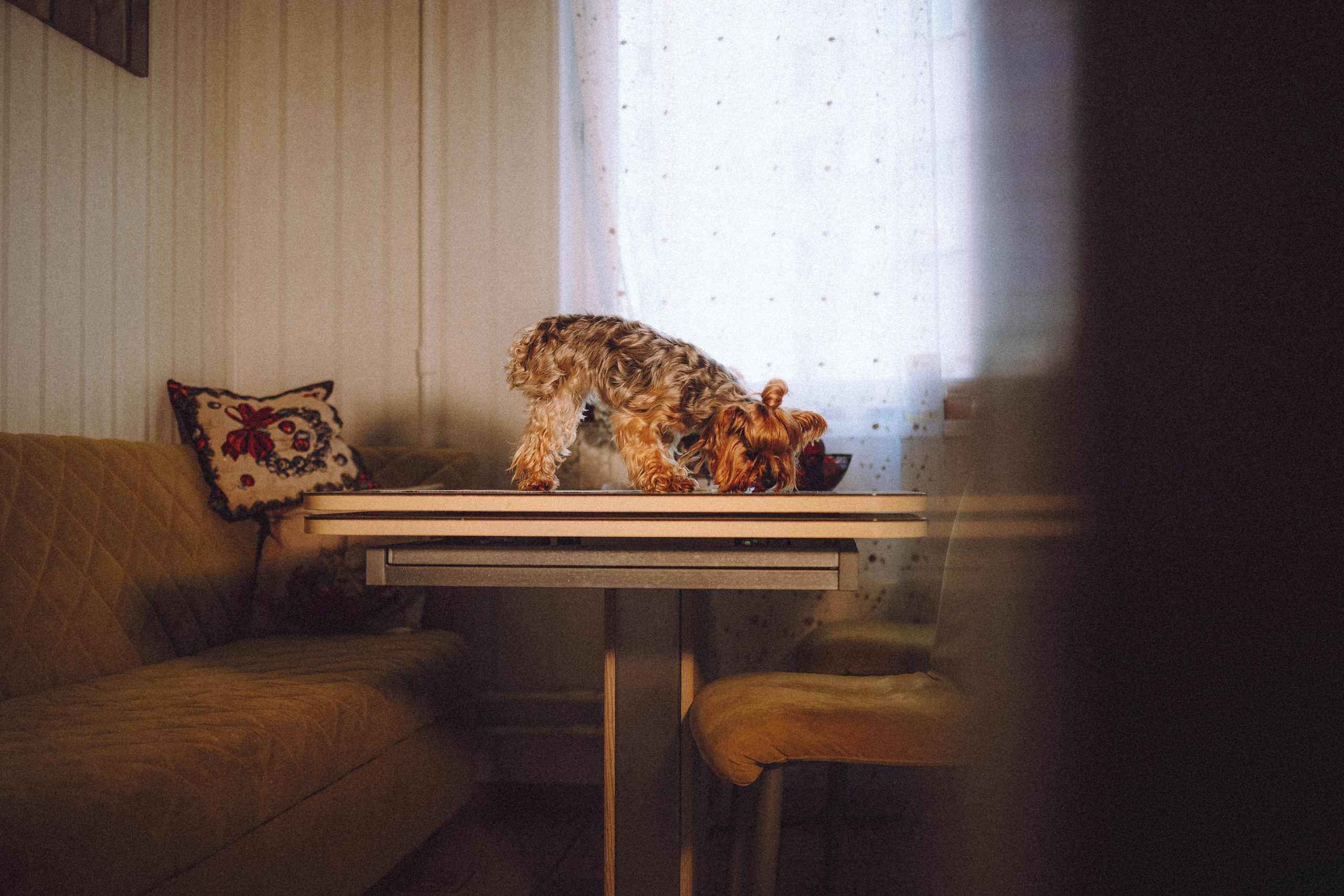 Дэзи и ее семья