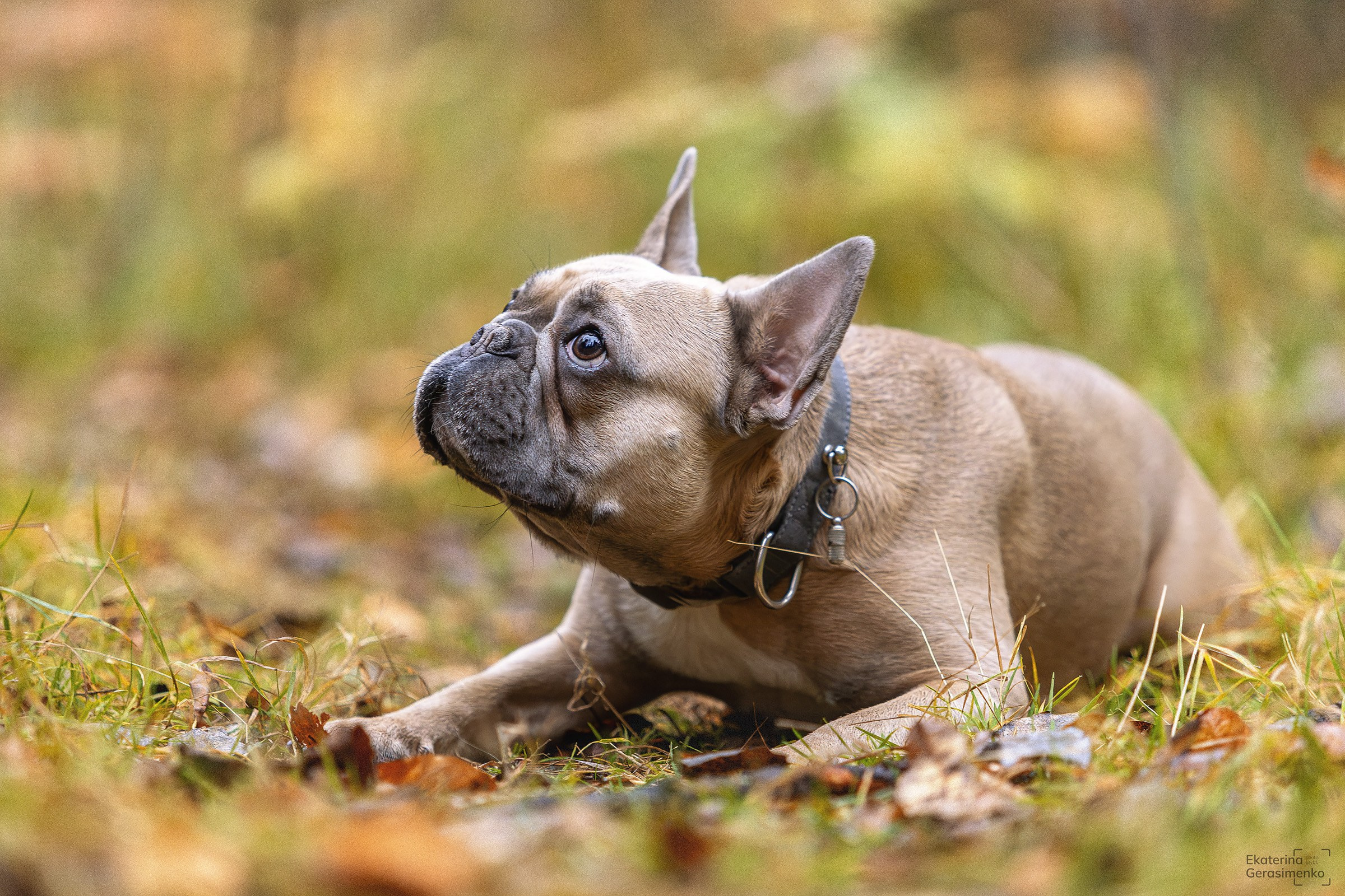 Французский бульдог Ника. Htykk_photo