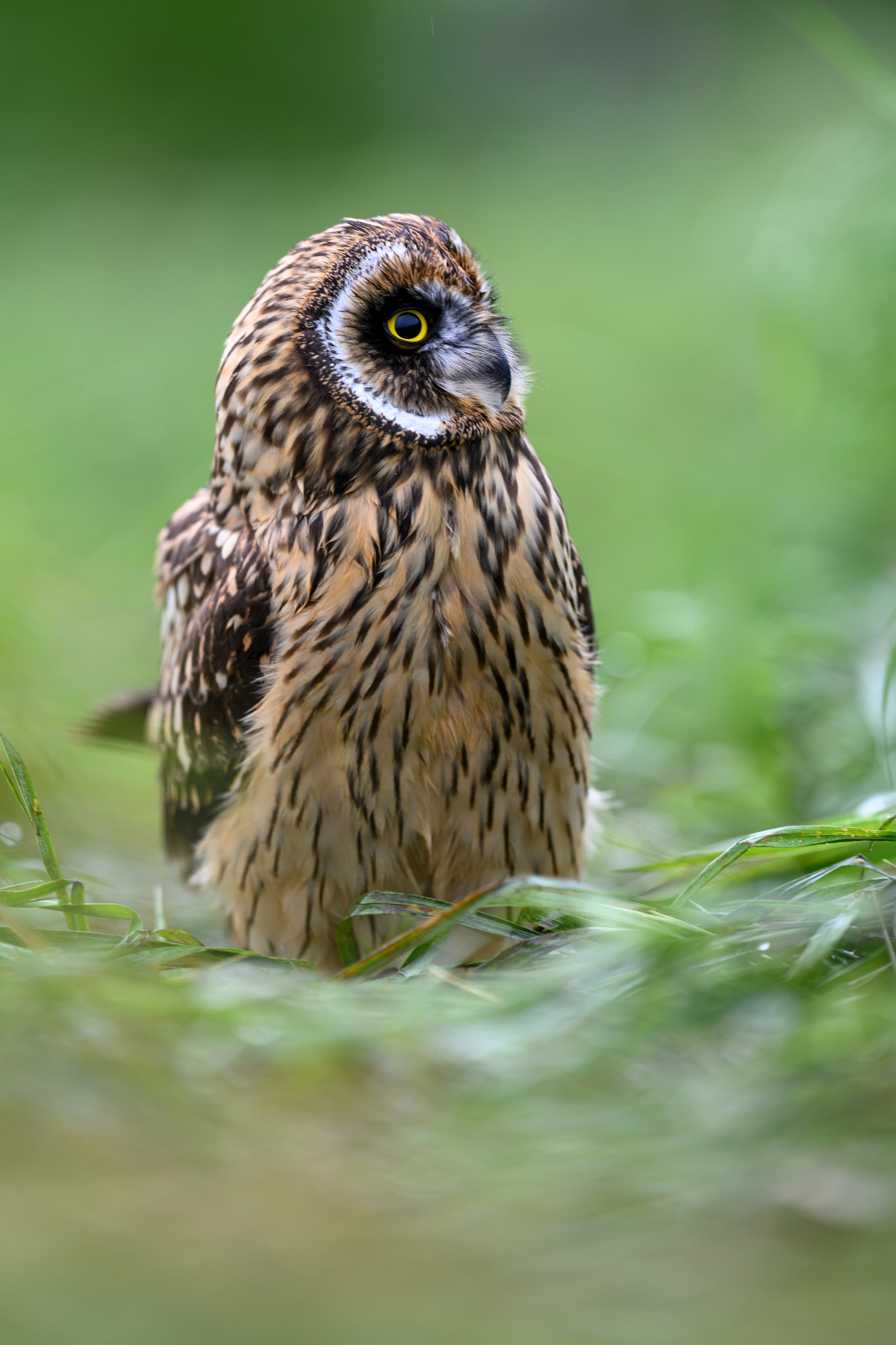 Совенок на ширик | Owlet with wide lens. Фотограф Сергей Пупонин