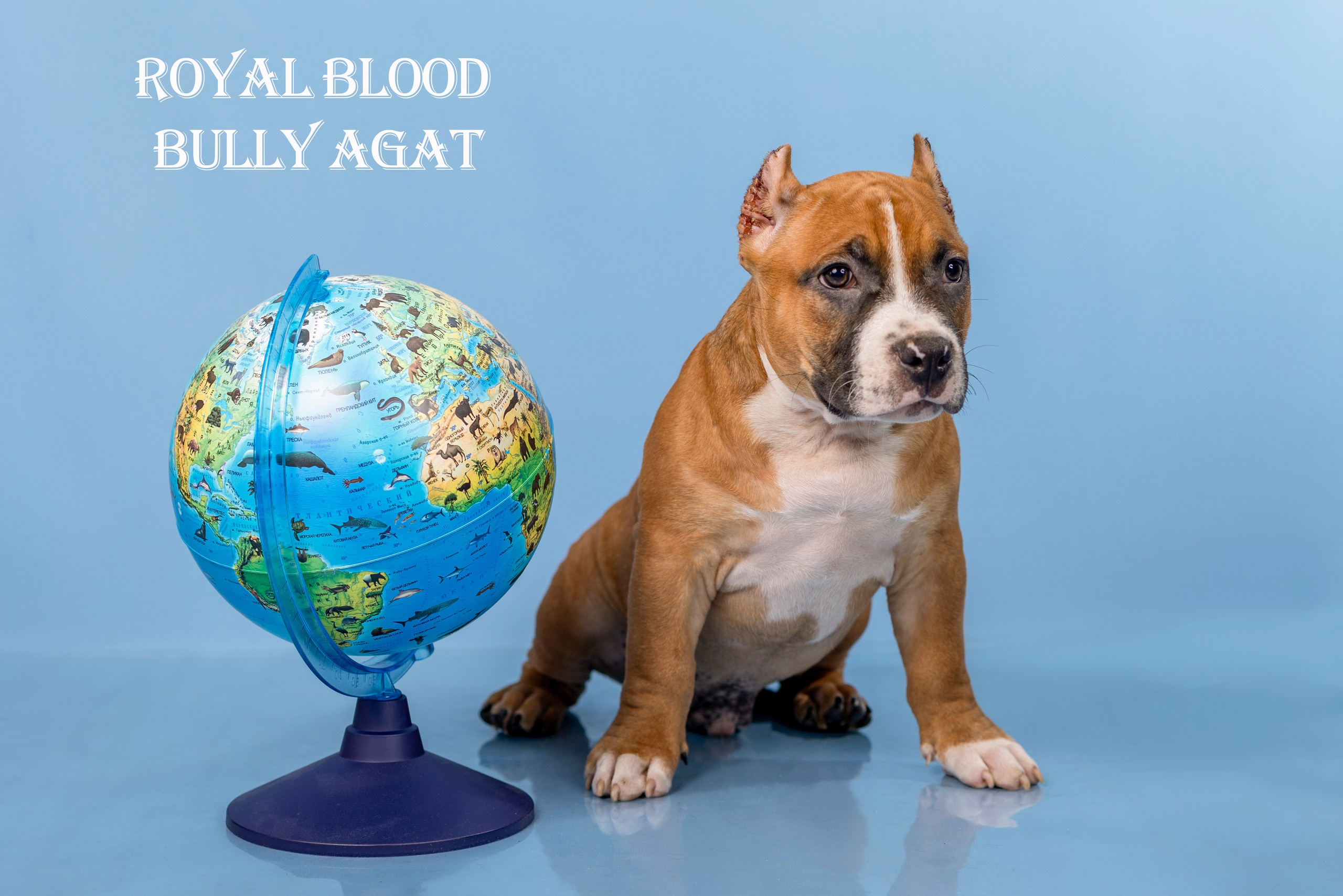 Американский булли!. Фотограф 📸 семейный, предметный, репортажный