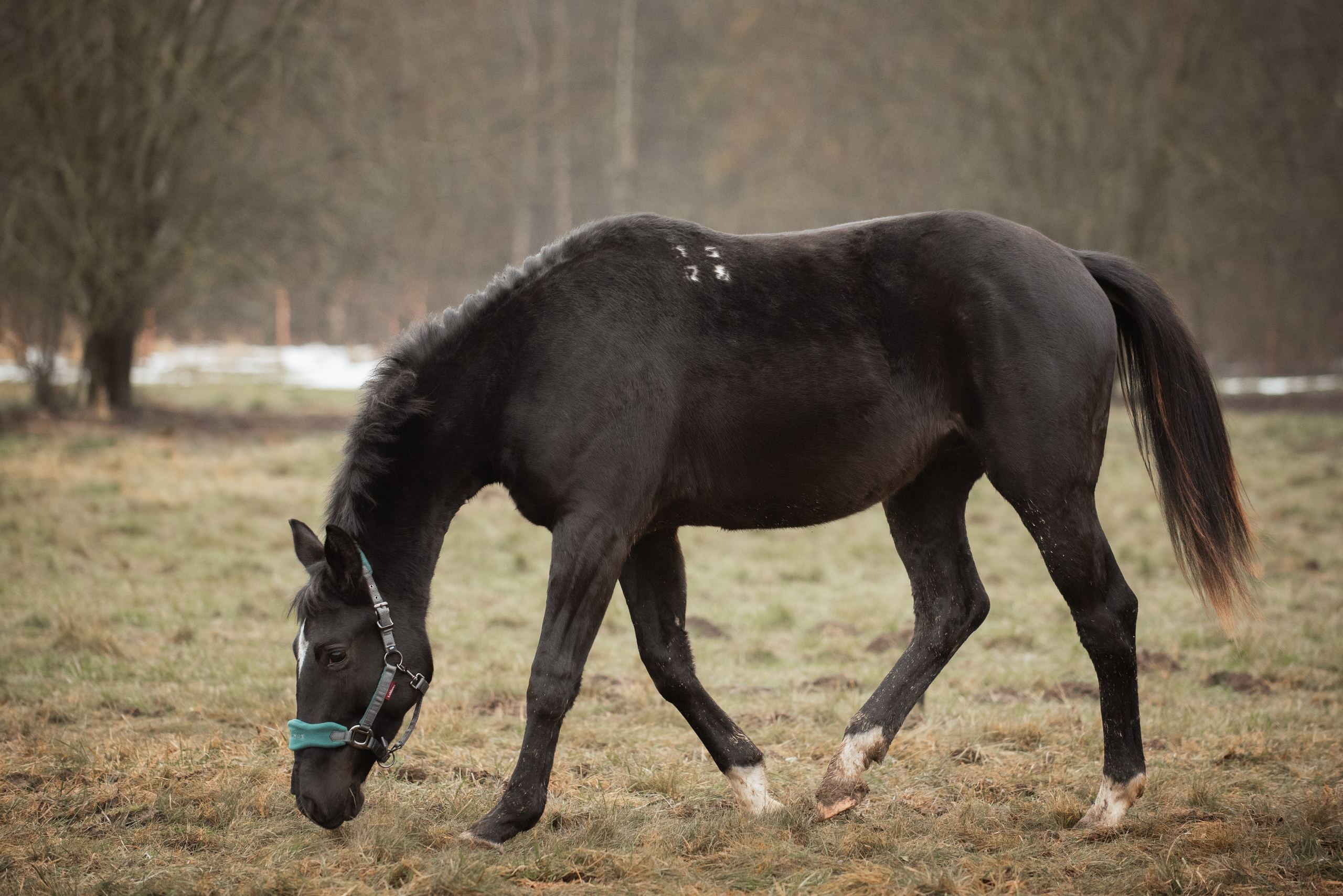 Мелкаши ЮНА. Куракина Дарья • Конный фотограф