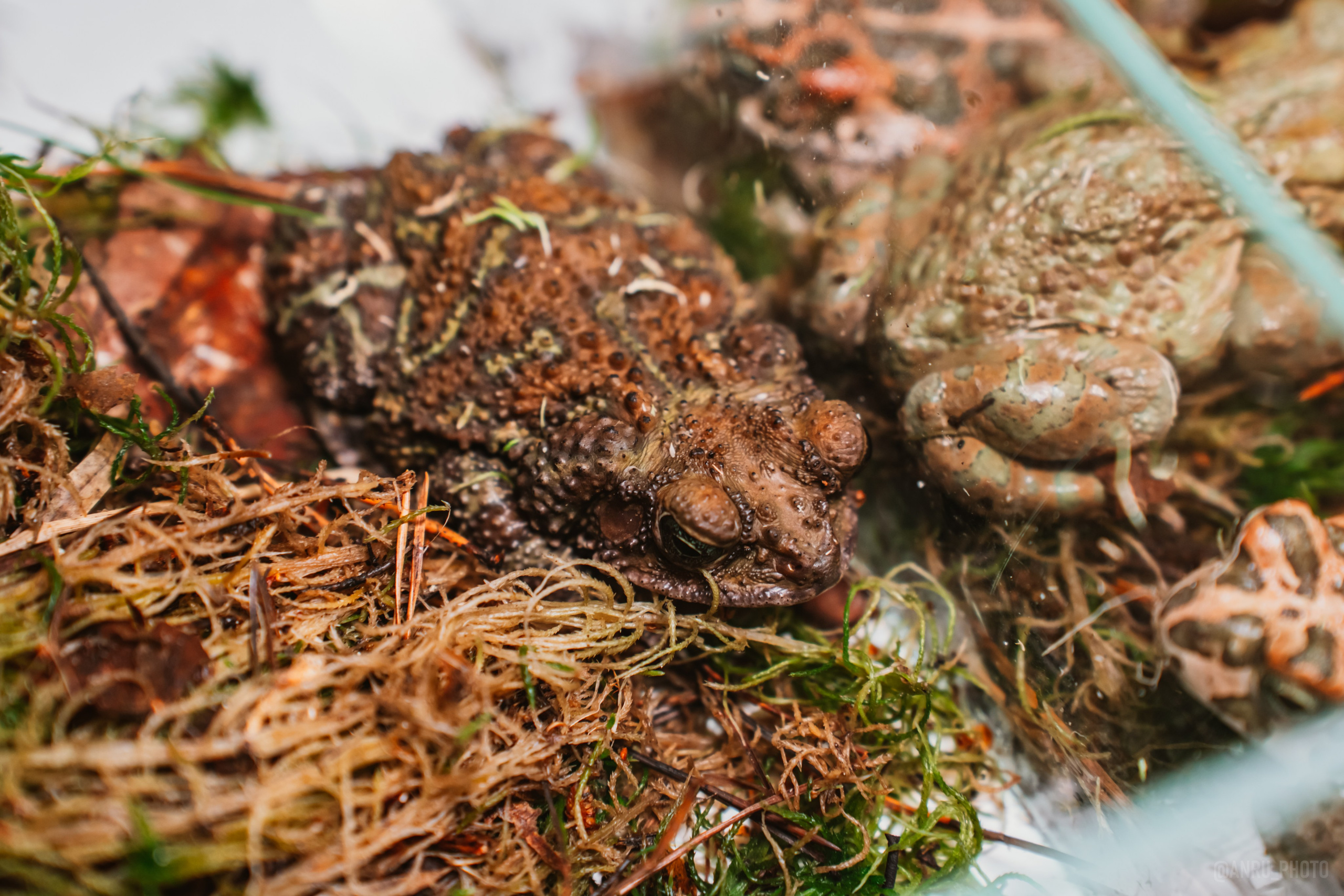 Рептилиум. Репортажный фотограф Анастасия Рубцова