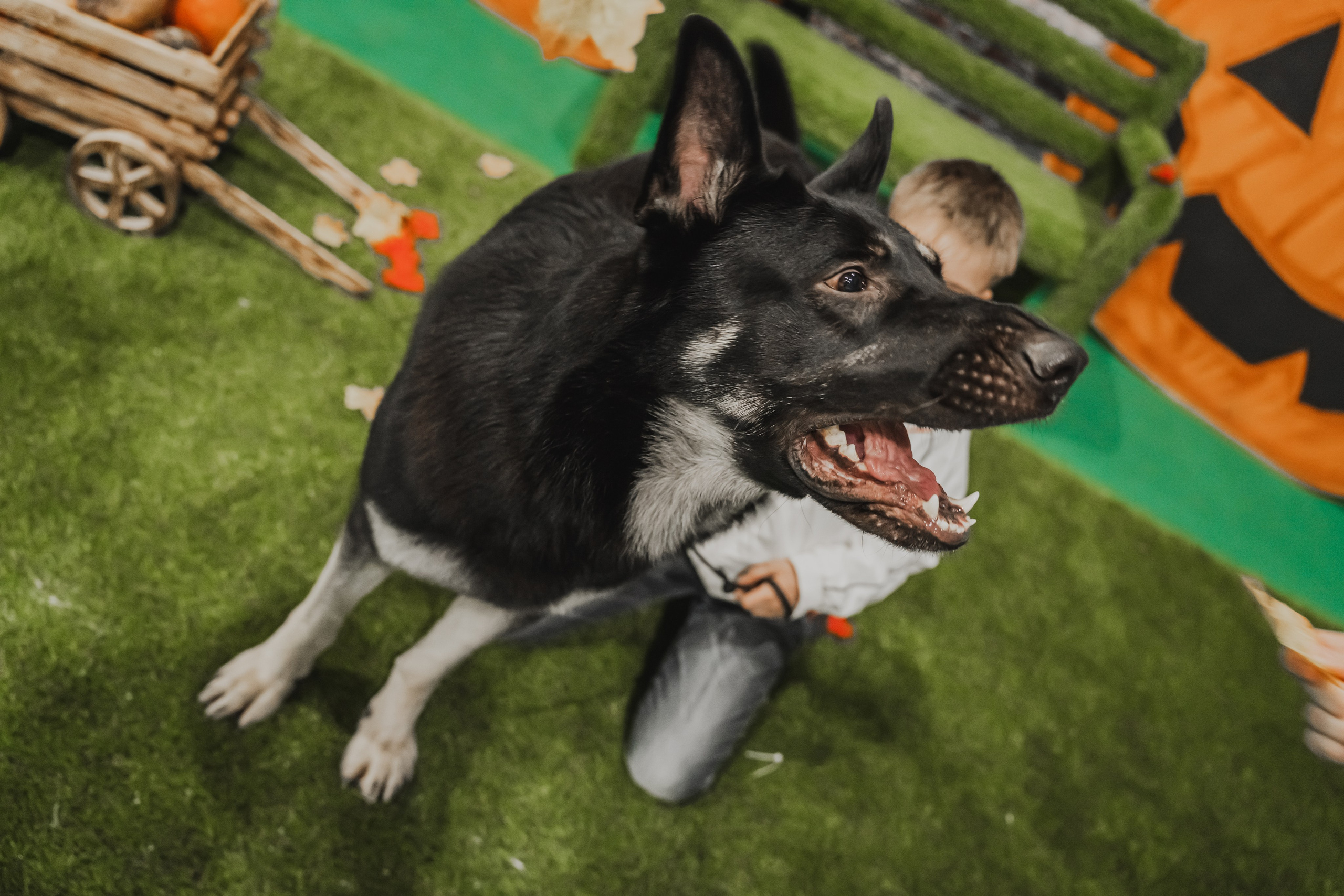 Международная выставка собак всех пород. Репортажный фотограф Анастасия Рубцова