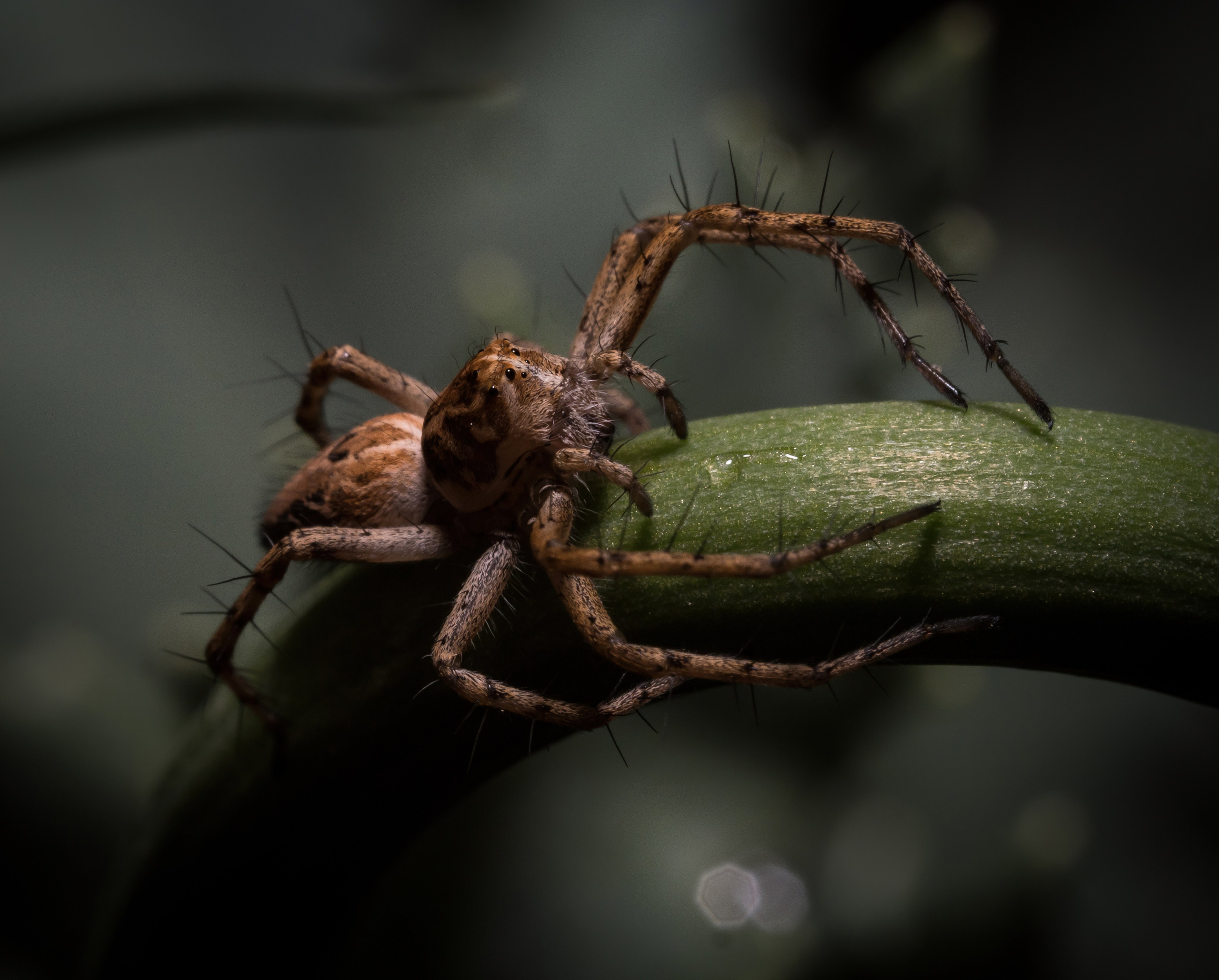 Пауки. Oles Paritskiy
