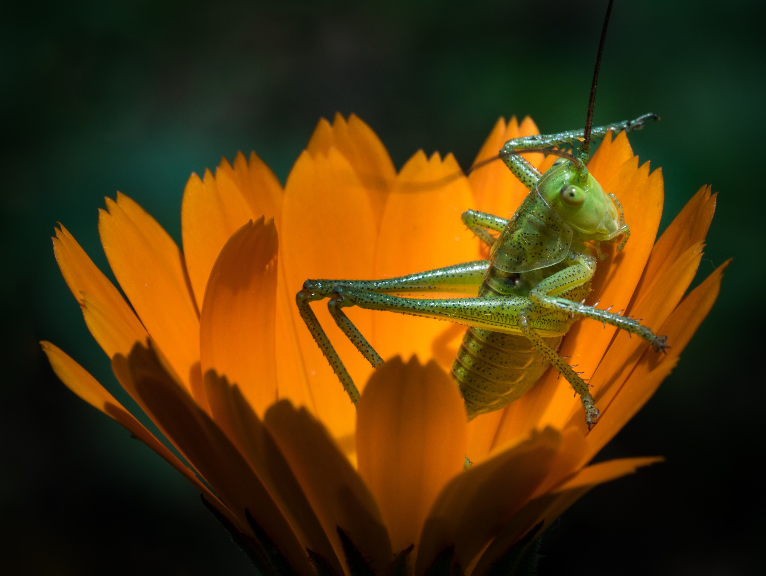 Остальные. Oles Paritskiy