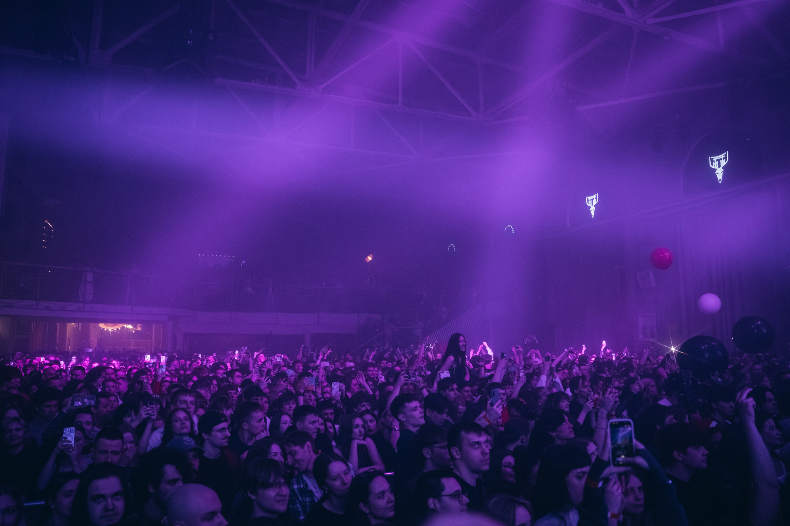 SALUKI. Фотограф Санкт-Петербурга