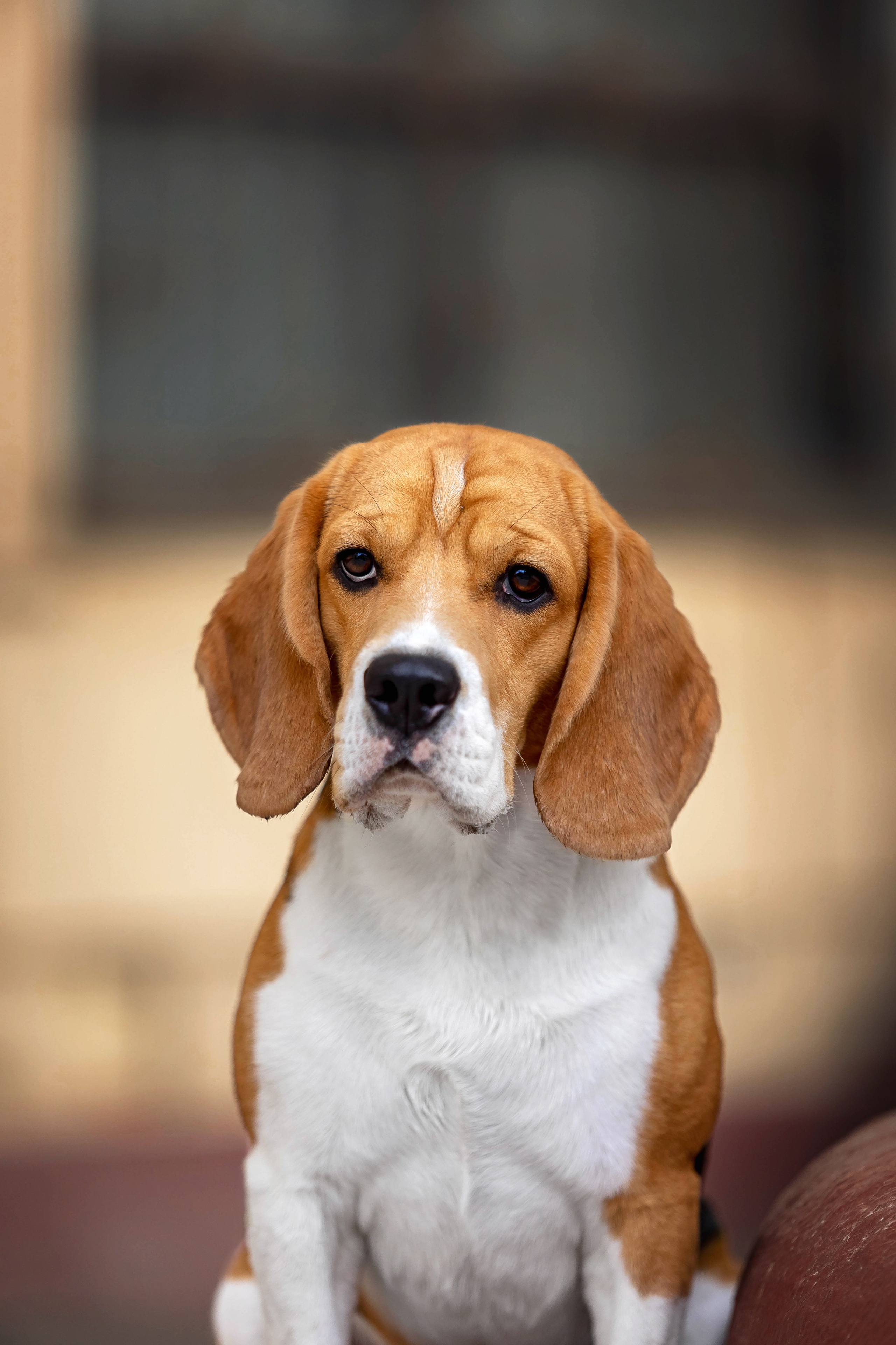 Бигль Роман. Https://moshkovaphoto.ru/