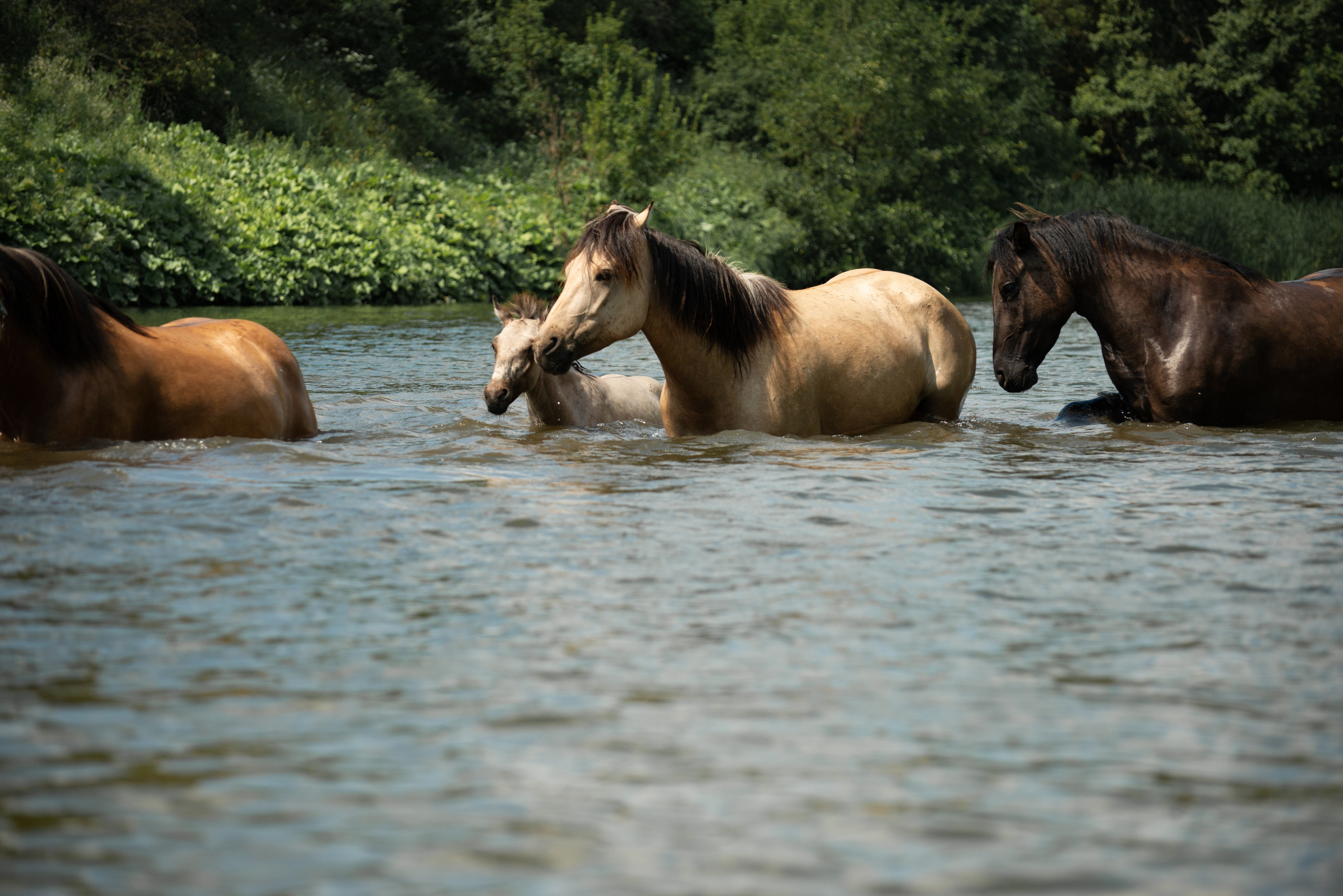 Купала в Родославном. Конный фотограф в Саратове Юлия Иванова