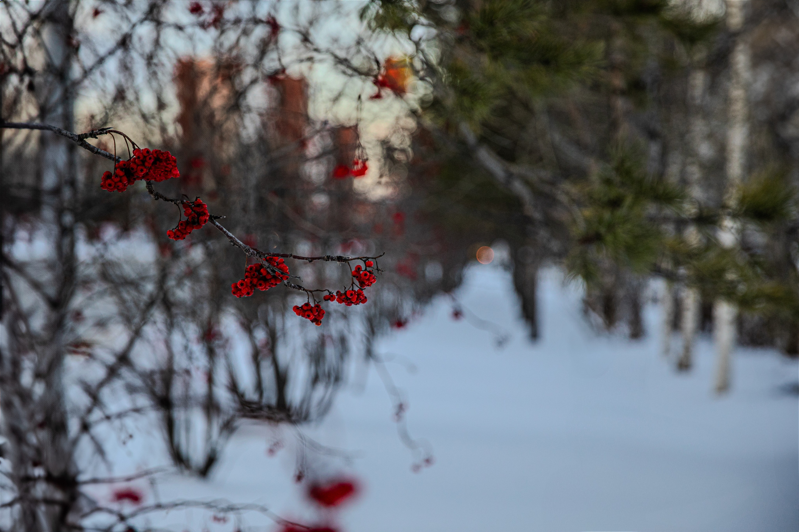 Времена года. Фотограф Елена Вишневская (Ушакова) Нефтеюганск, Сургут, Тюмень