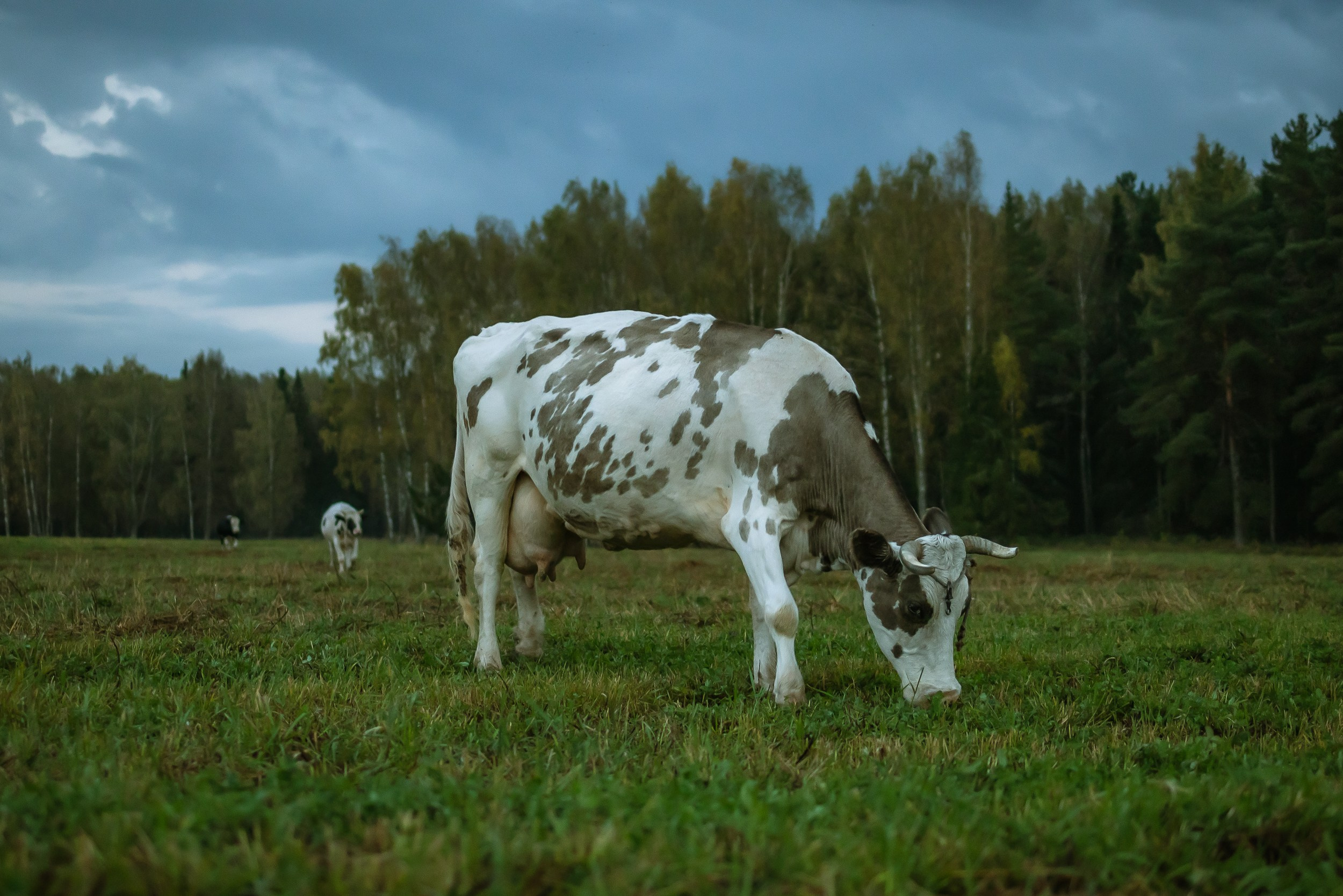 Деревенский пейзаж. Владимир Петухов — фотограф в г. Кинешма. Оператор FPV