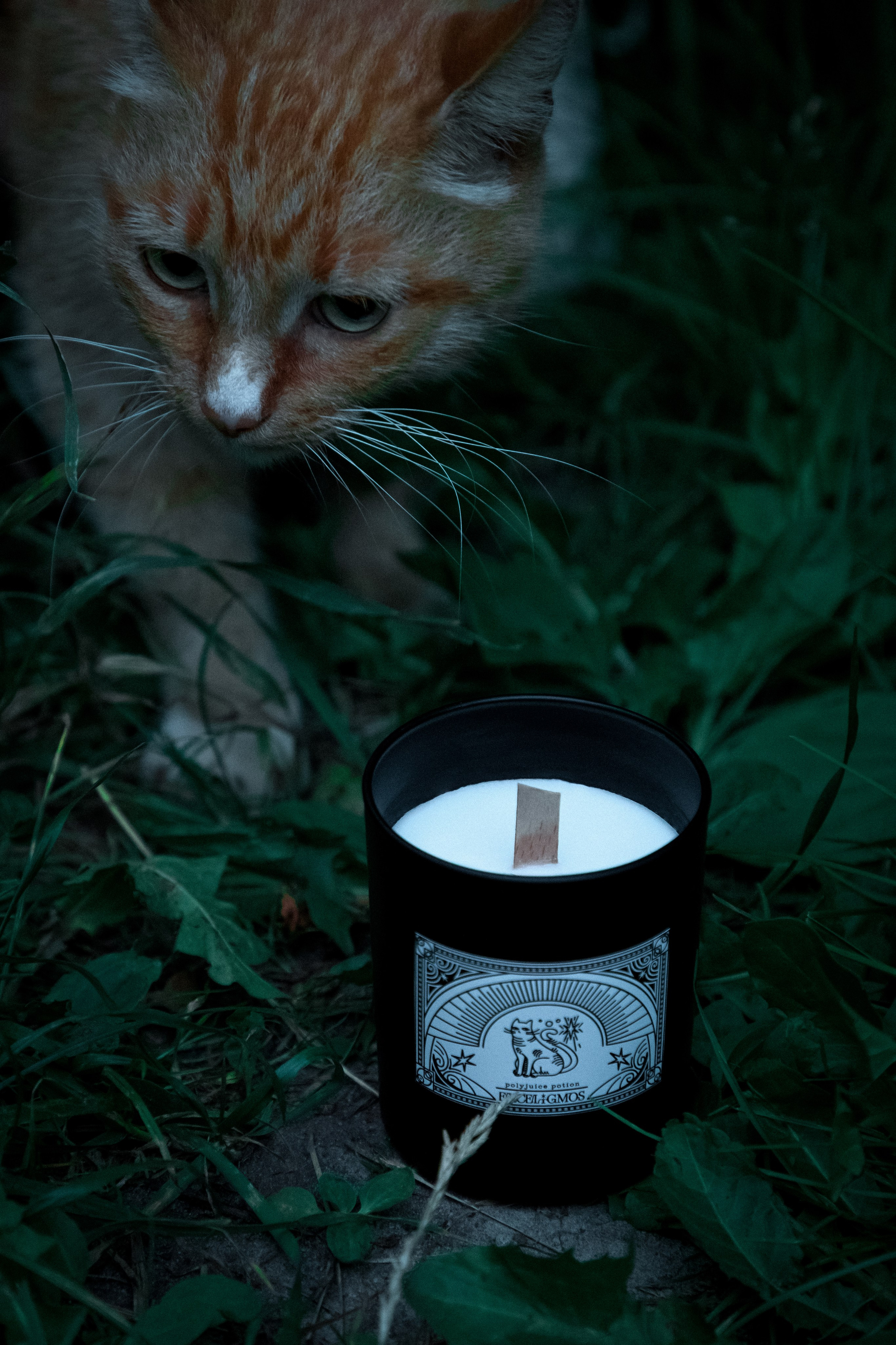 Exceligmos. Фотограф Анастасия Сонина