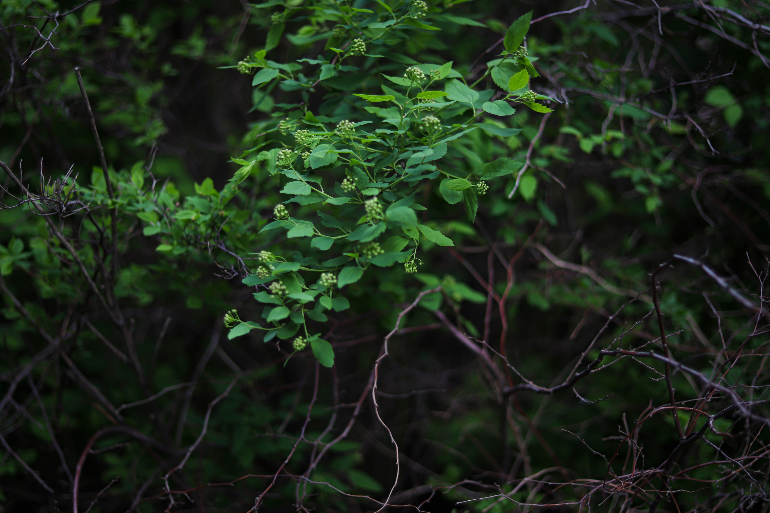 Настя. Ивентный фотограф в Санкт-Петербурге Олег Комков