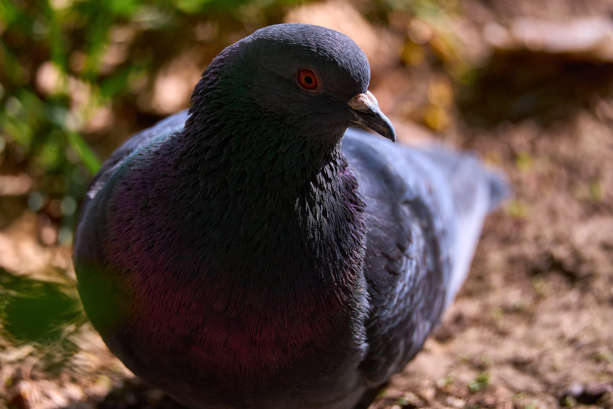 Фотосъемка на телефон. Международная онлайн-фотошкола Сергея Рожнова