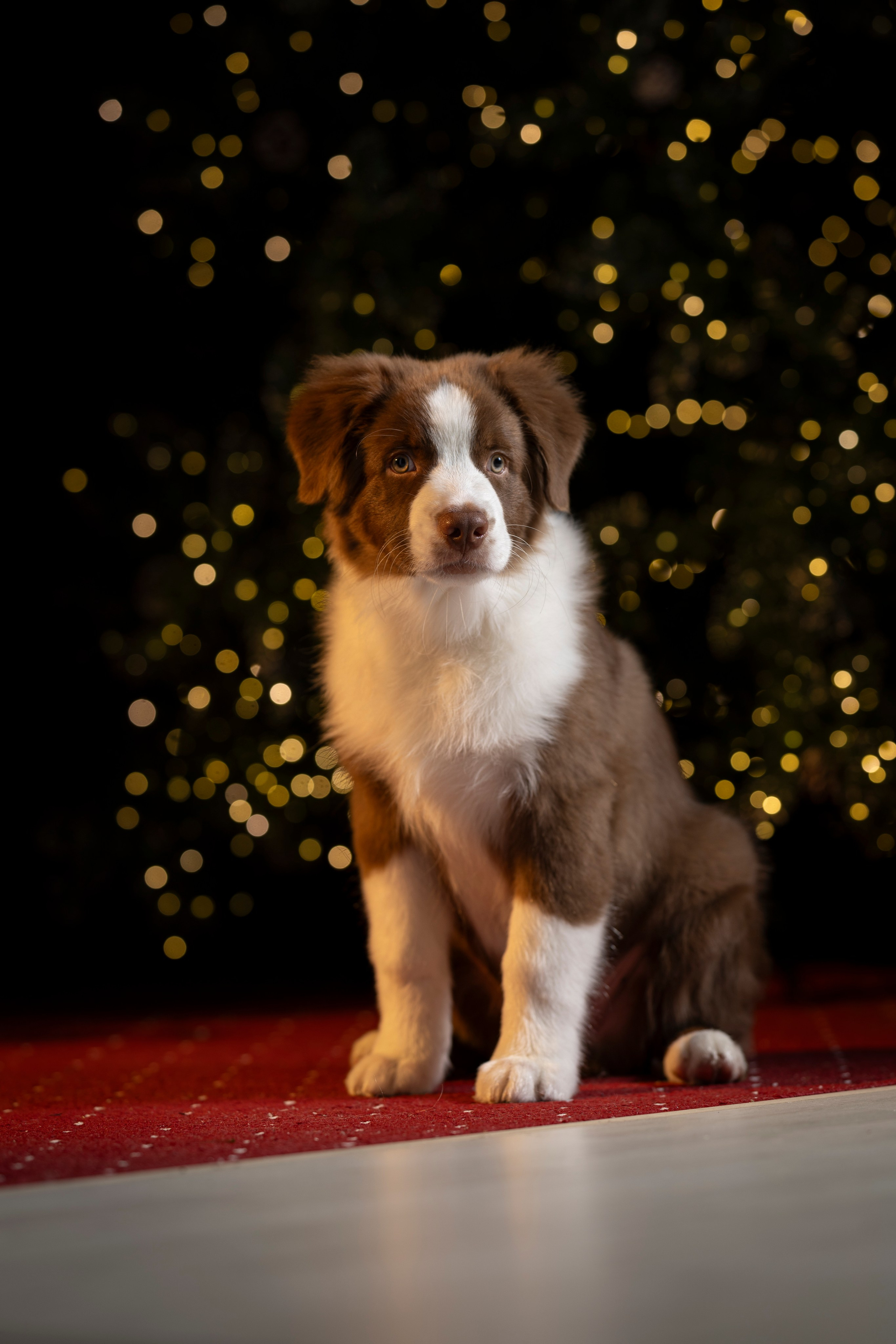 Дин, Австралийская Овчарка. Ирина Голомб|Фотограф-анималист в  Сочи и Калининграде