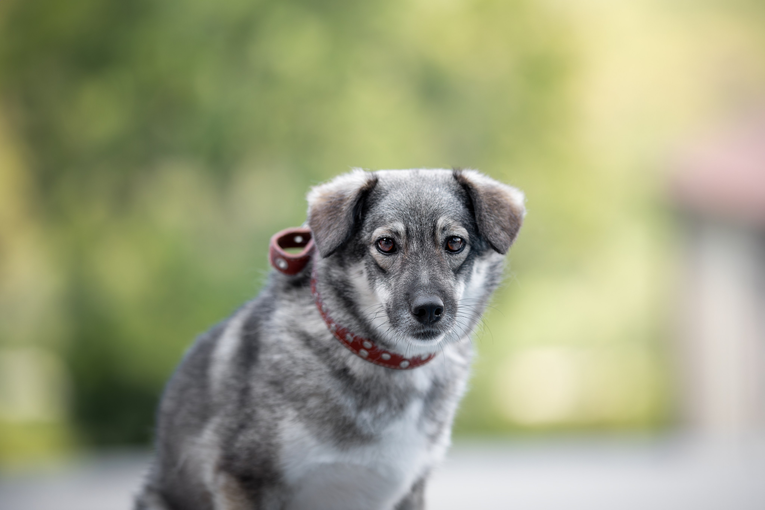 Мини-приют «Возрождение». Ирина Голомб|Фотограф-анималист в  Сочи и Калининграде