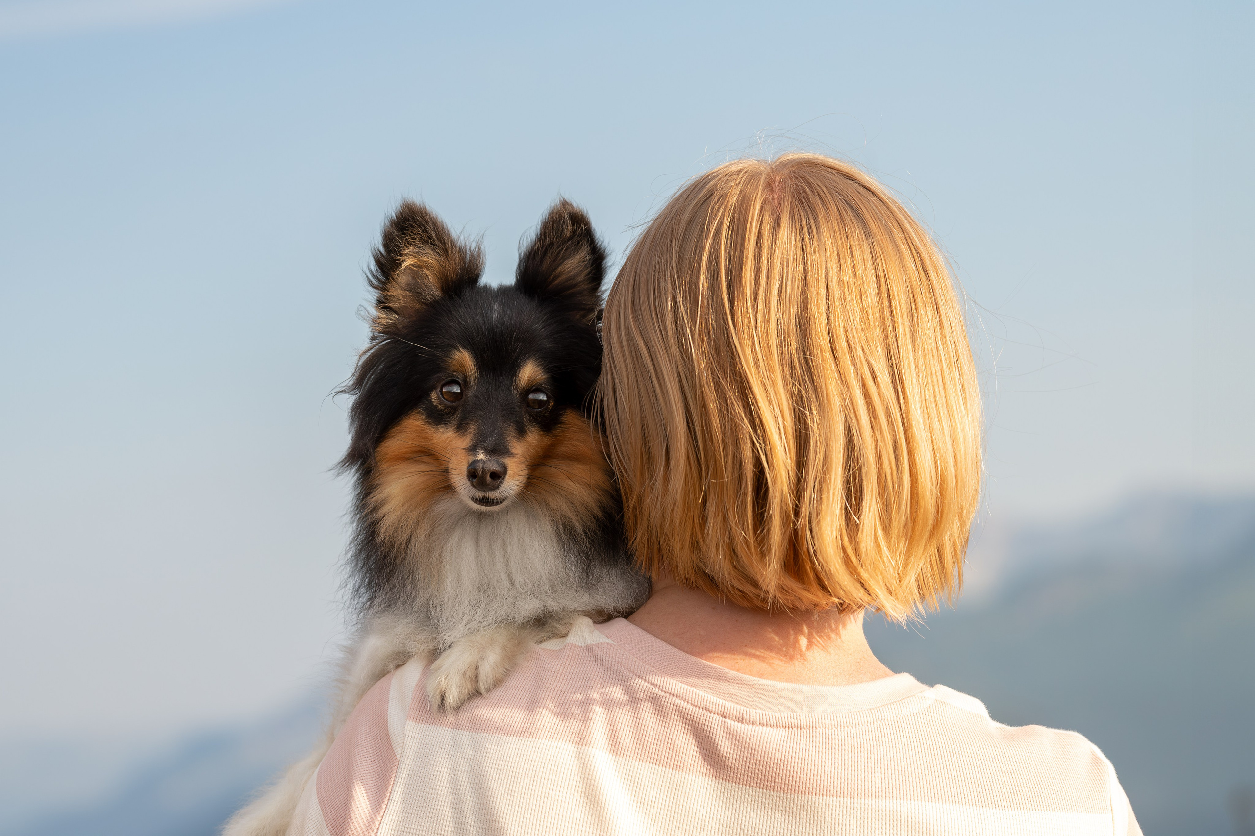 Мята, Шелти. Ирина Голомб|Фотограф-анималист в  Сочи и Калининграде