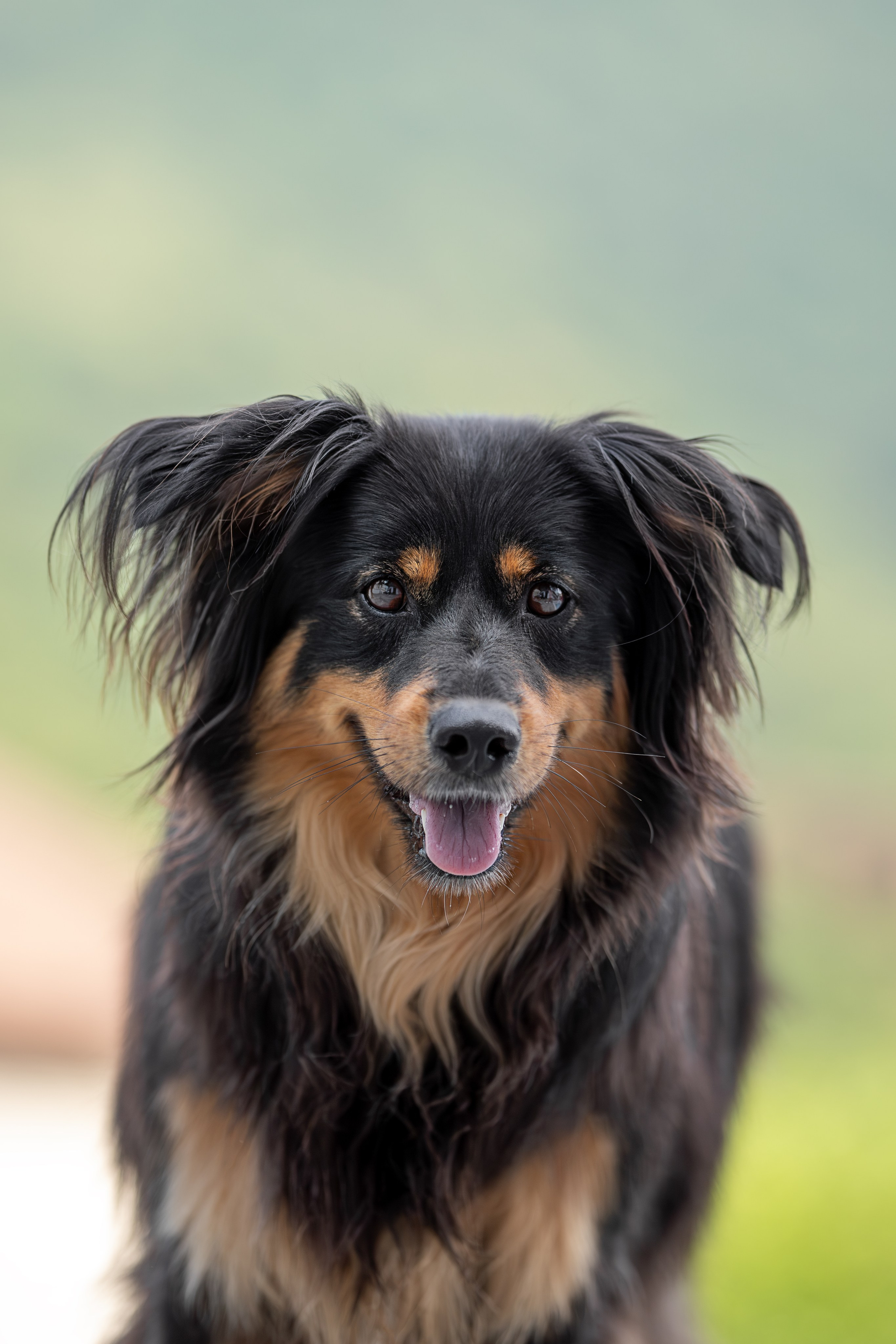 Мини-приют «Возрождение». Ирина Голомб|Фотограф-анималист в  Сочи и Калининграде