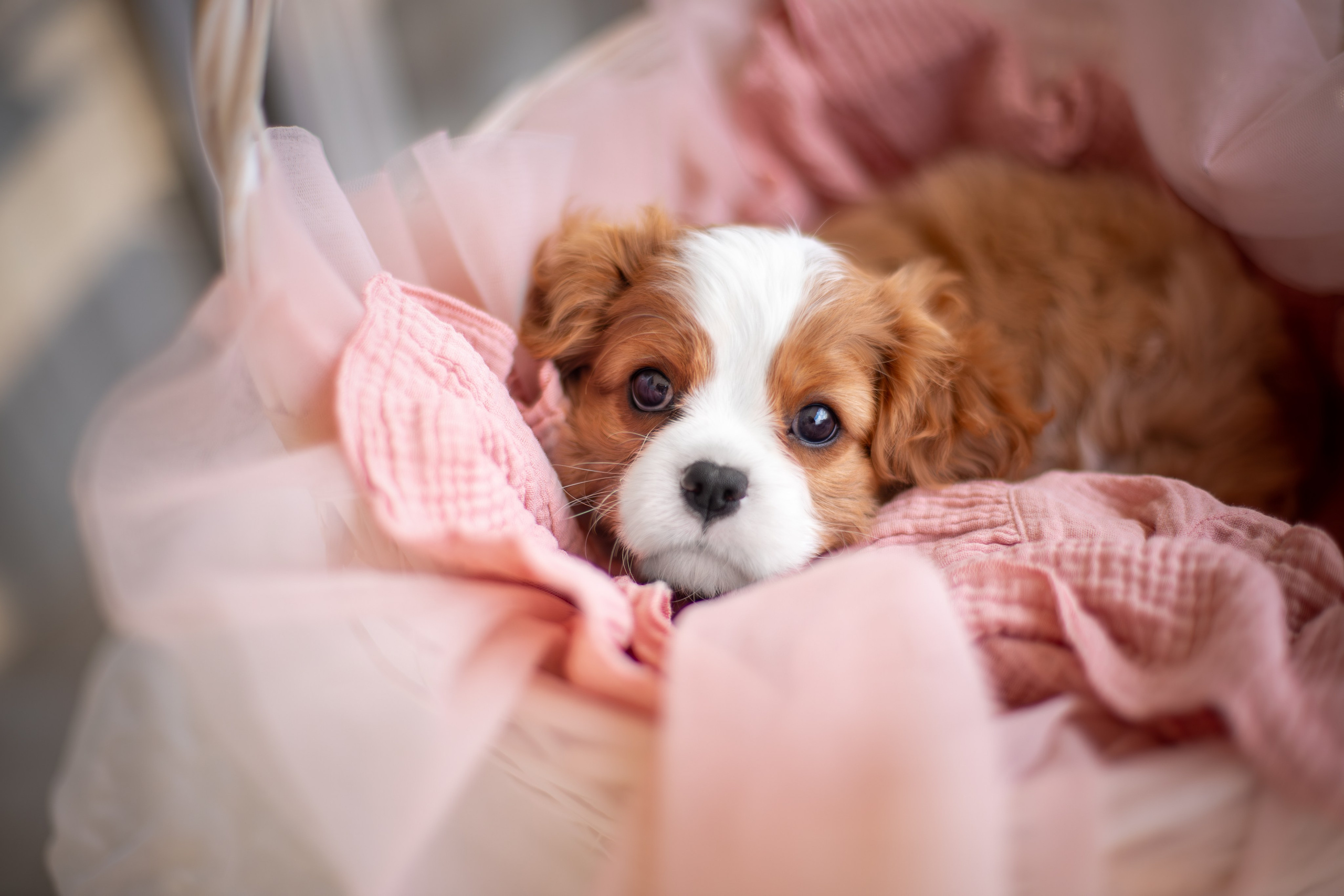 Малыши Кавалер Кинг Чарльз Спаниели. Ирина Голомб|Фотограф-анималист в  Сочи и Калининграде