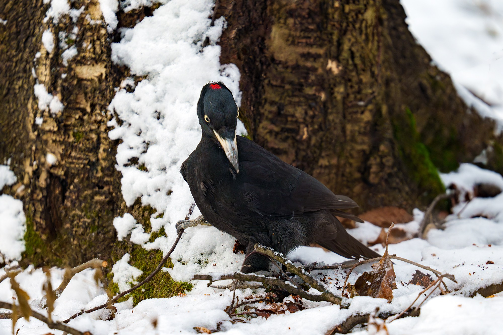 Удивительные мир птиц. Вокруг нас столько прекрасного — присмотритесь!. Ваш личный фотограф Марина Волкова