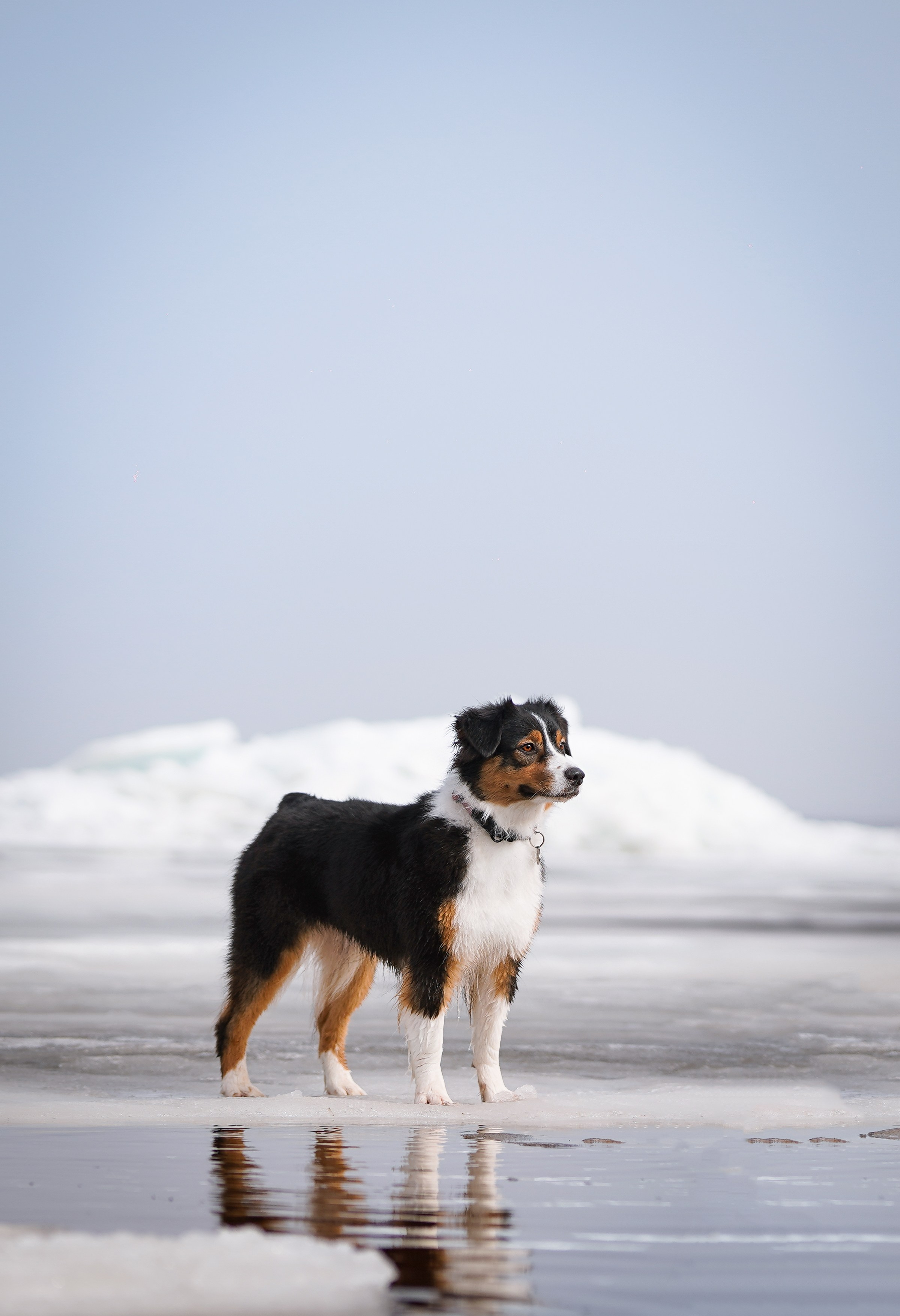 Аусси на Ладоге. Фотограф-анималист в Санкт-Петербурге Яна Мартынова