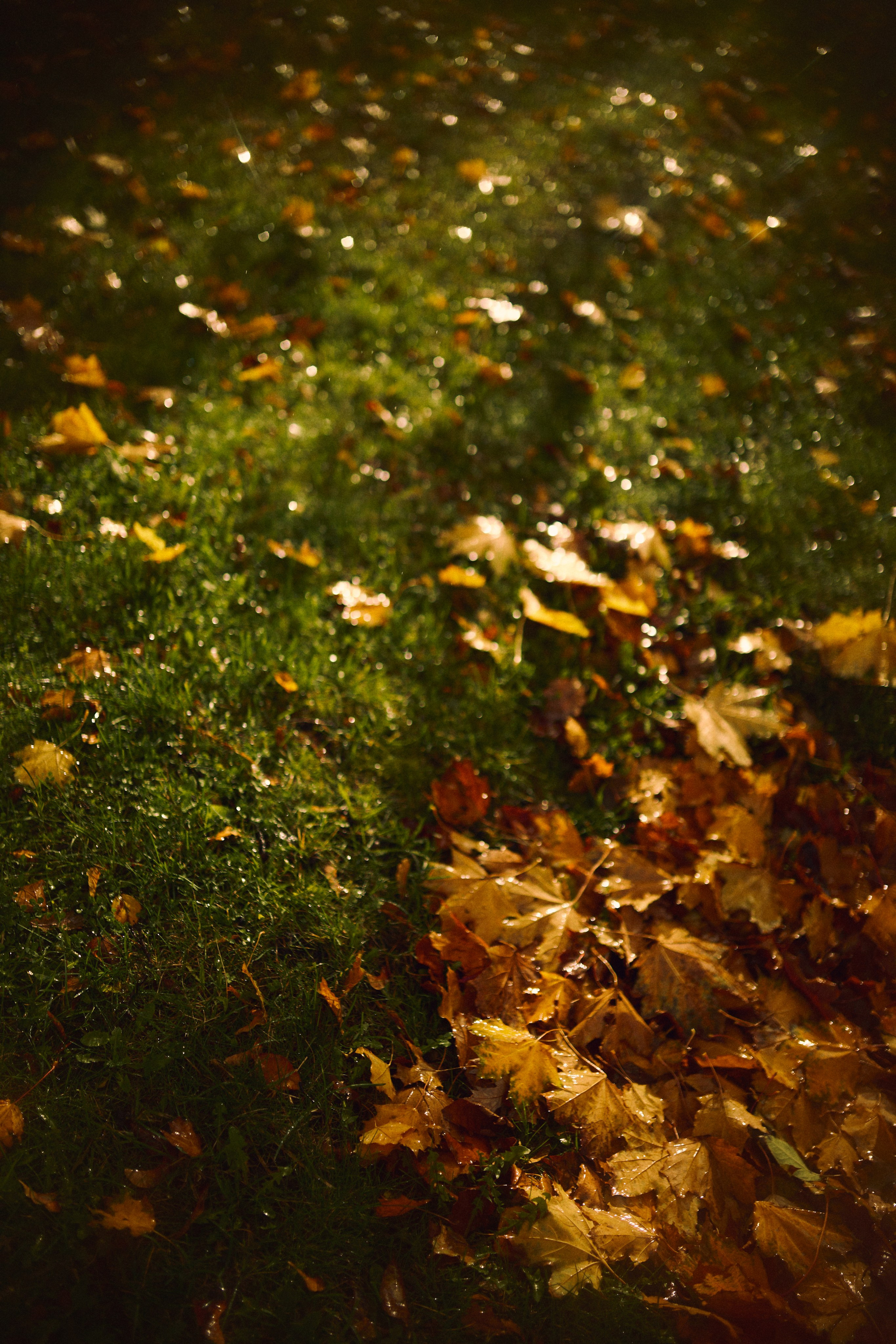 Семейный Петербург. Фотограф Ионова Анастасия, г Владивосток