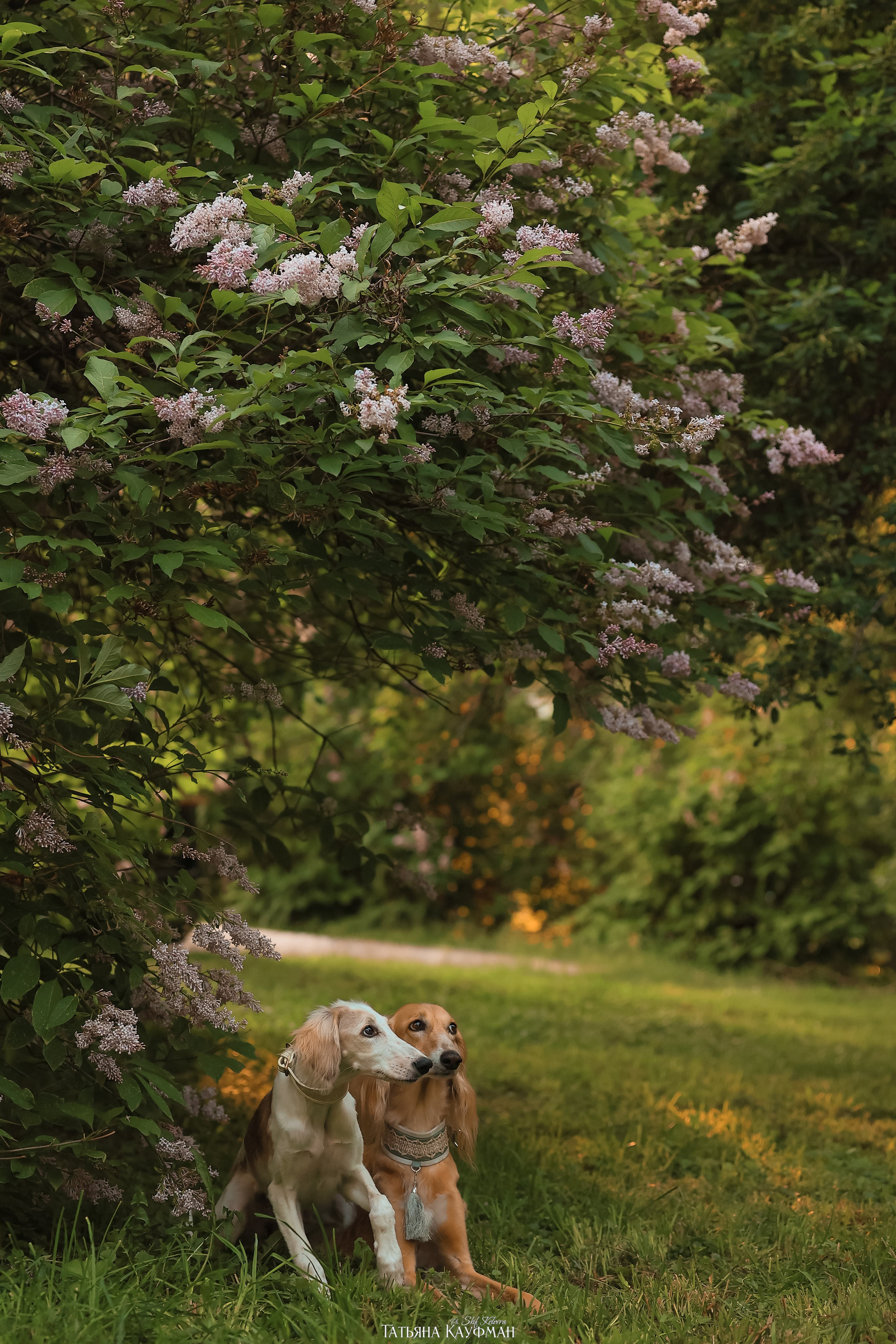 Салюки, фотография салюки, собака в цветах, красивая собака, фотограф анималист, фотокурс Анималистика, научиться фотографировать собак