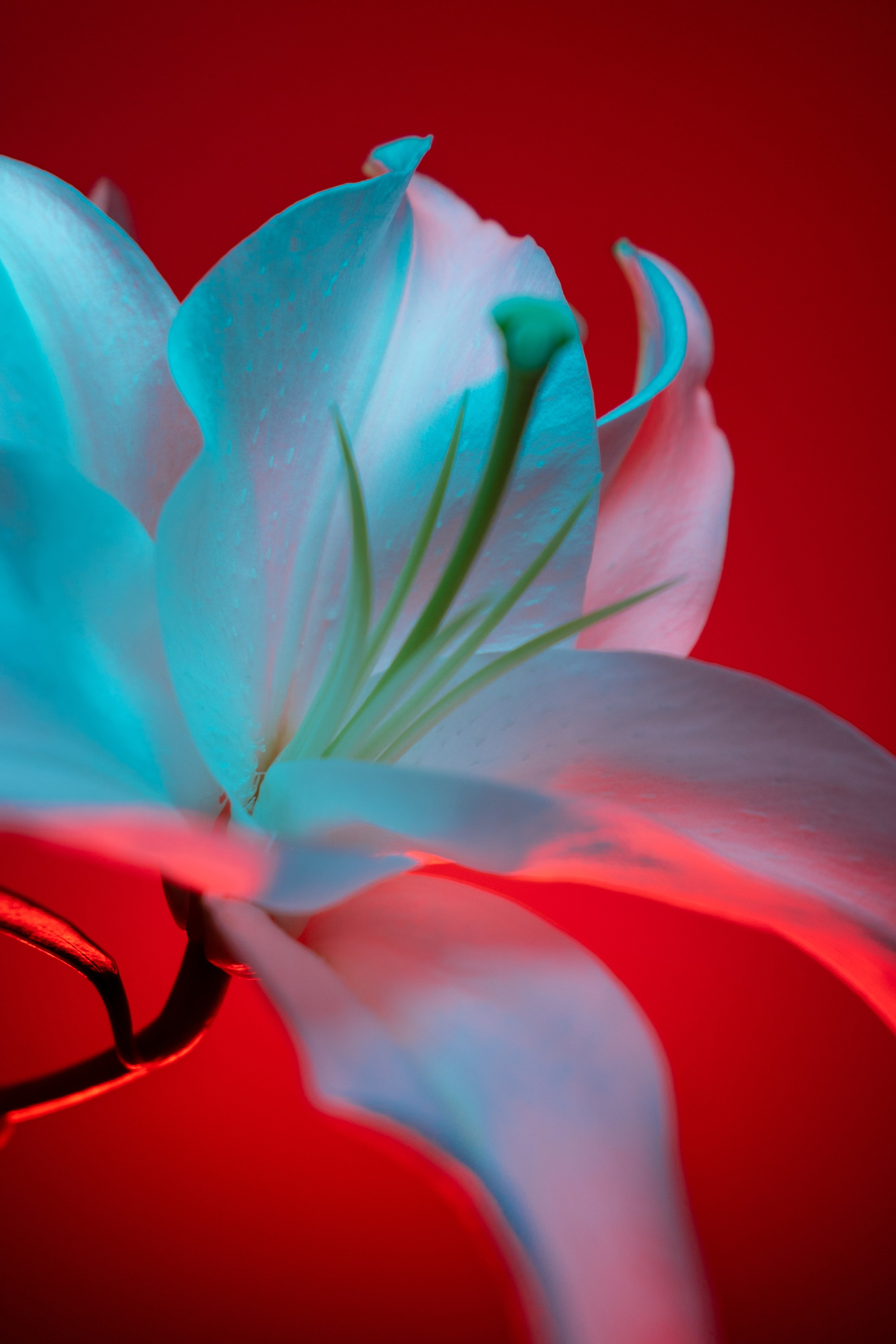 Цветы. Фотограф Алиса Аспер