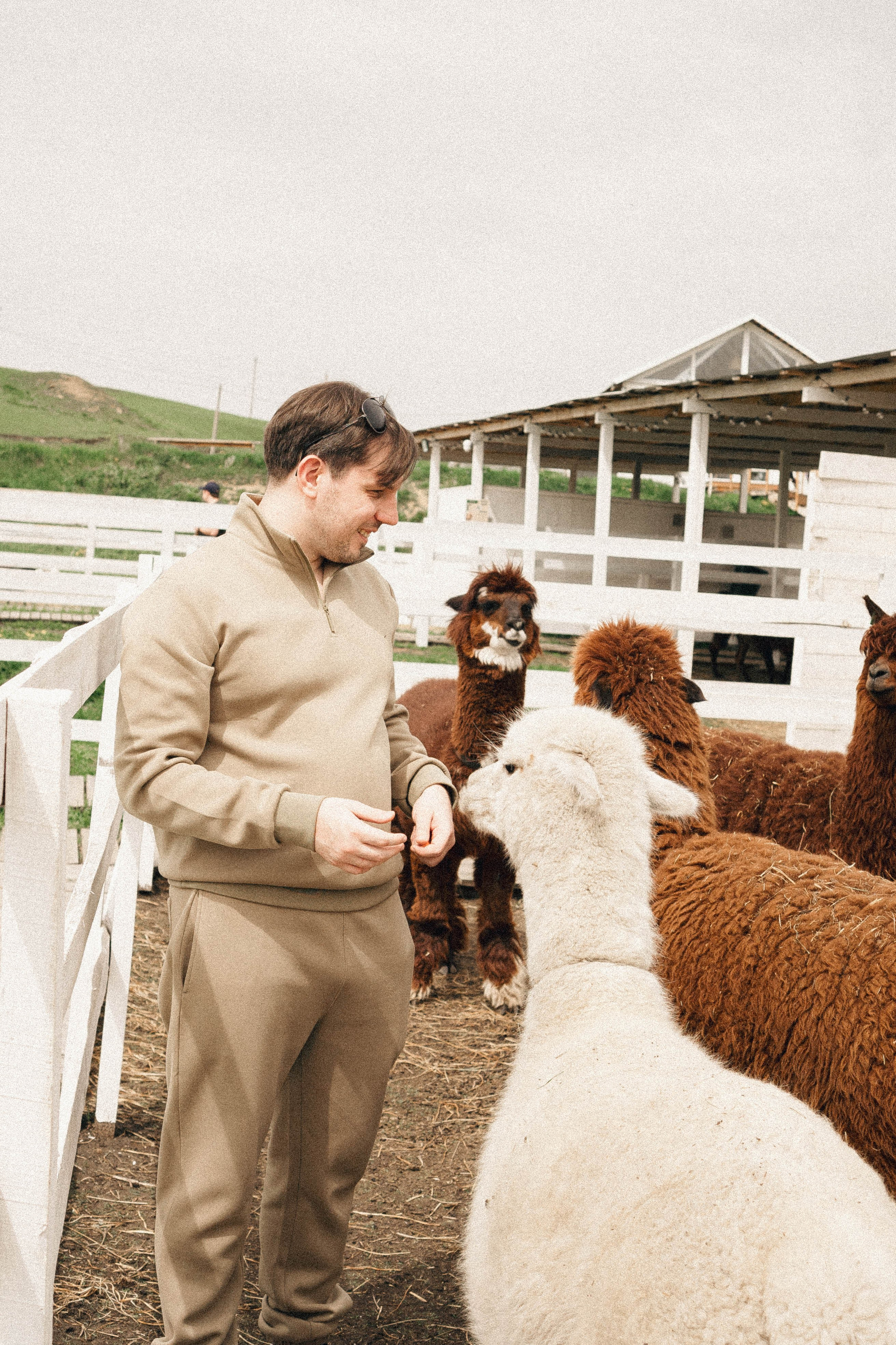 Ферма Альпак. Профессиональный фотограф, Санкт-Петербург — Виктория Богомолова