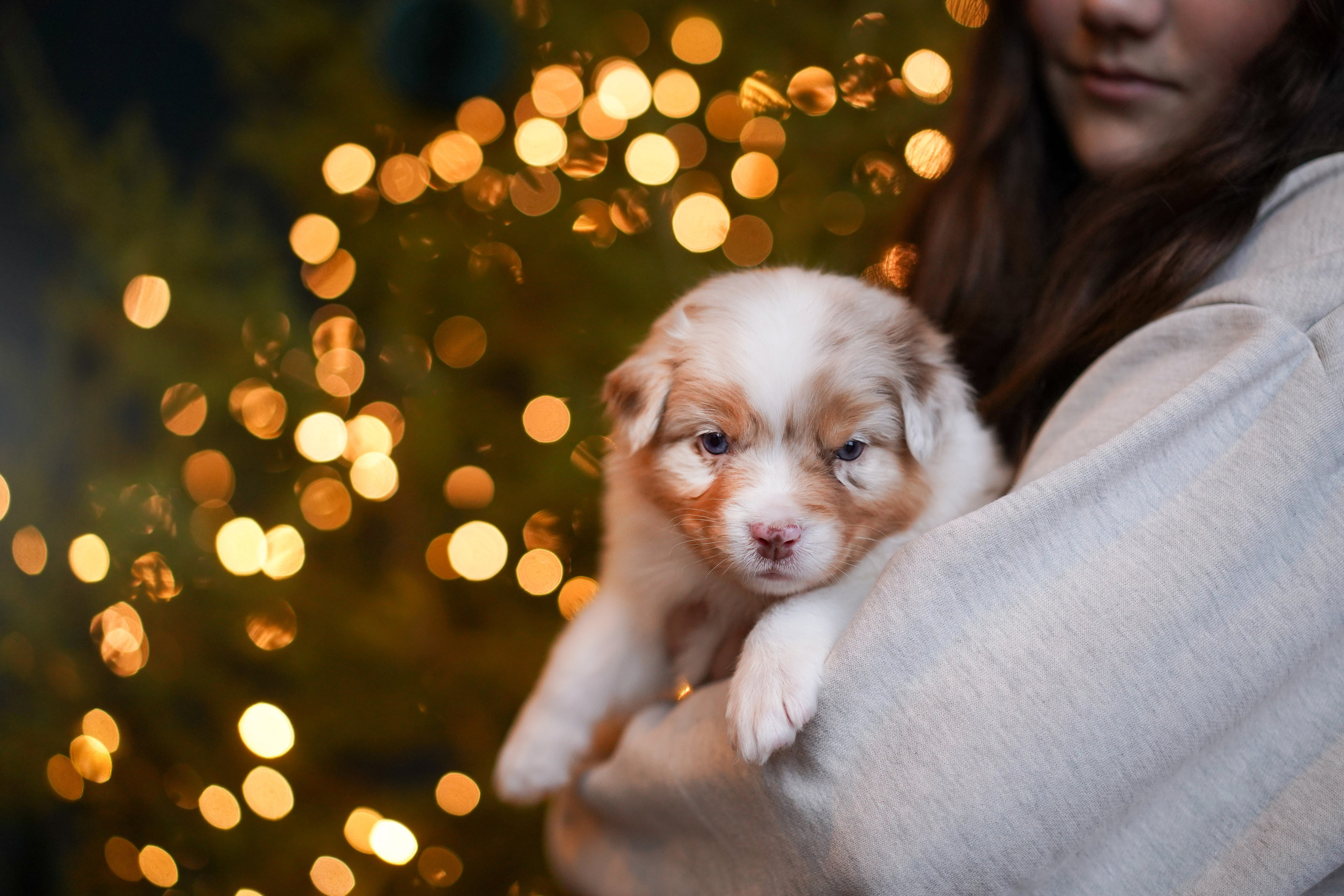 Щенки австралийской овчарки. Фотограф-анималист в Санкт-Петербурге Яна Мартынова