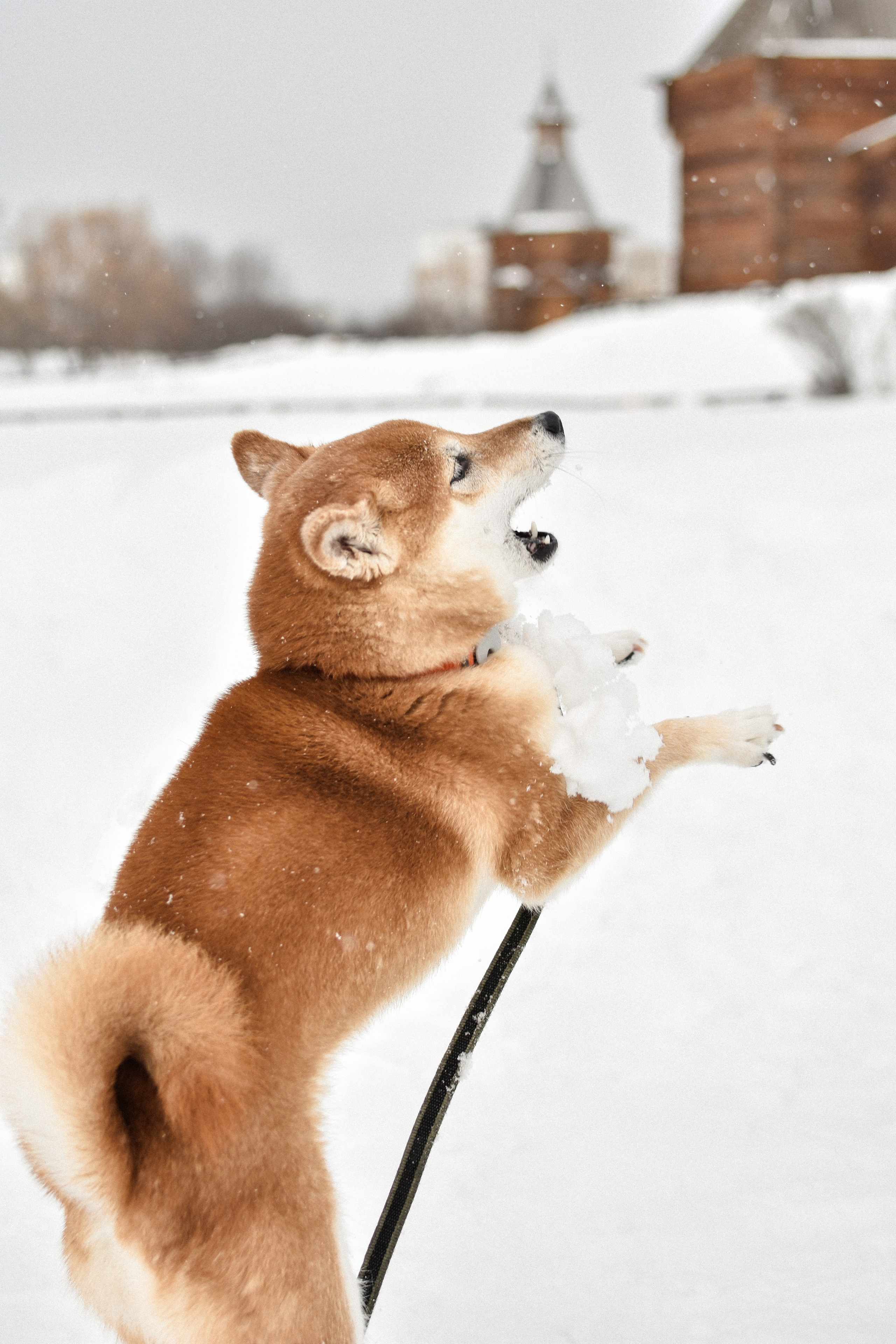 Ханна и Даша. Фотограф-анималист Ксения Шевцова|Москва