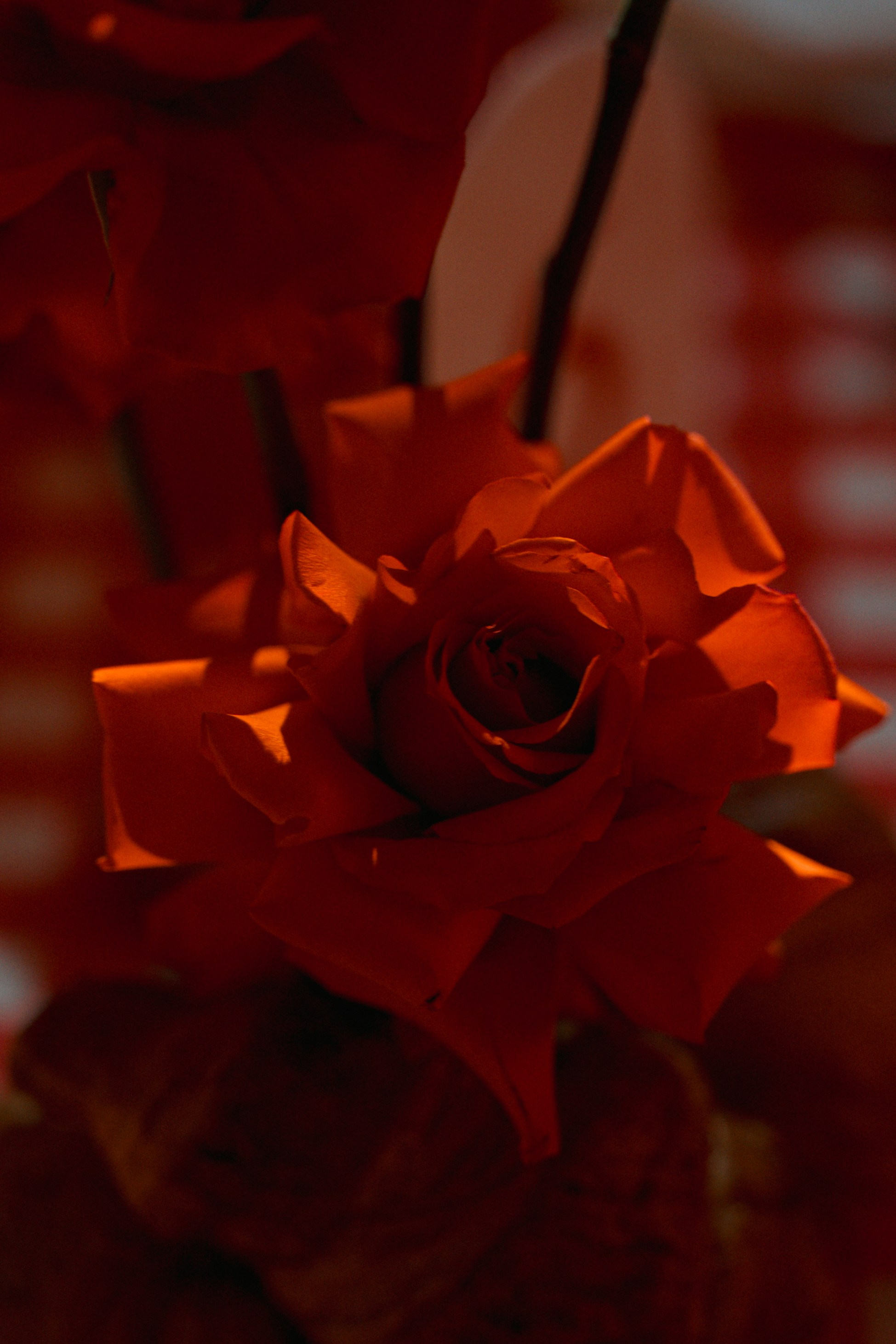 Nikifor+Nataly/ Anons. Семейный и портретный фотограф в Саратове Сахарова Маша