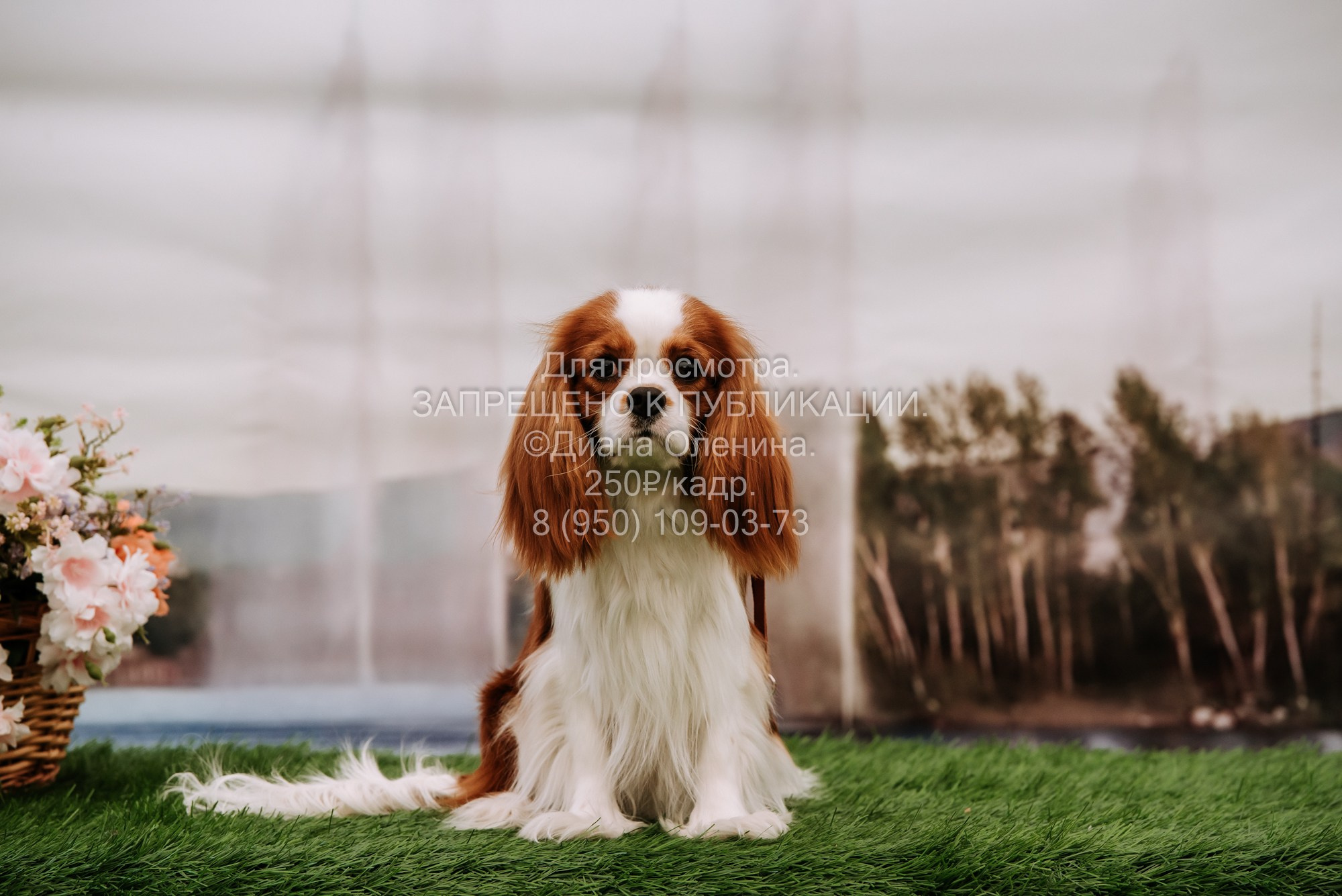 Выставка собак Красноярск 2.06. Фотограф Диана Оленина Красноярск / Братск