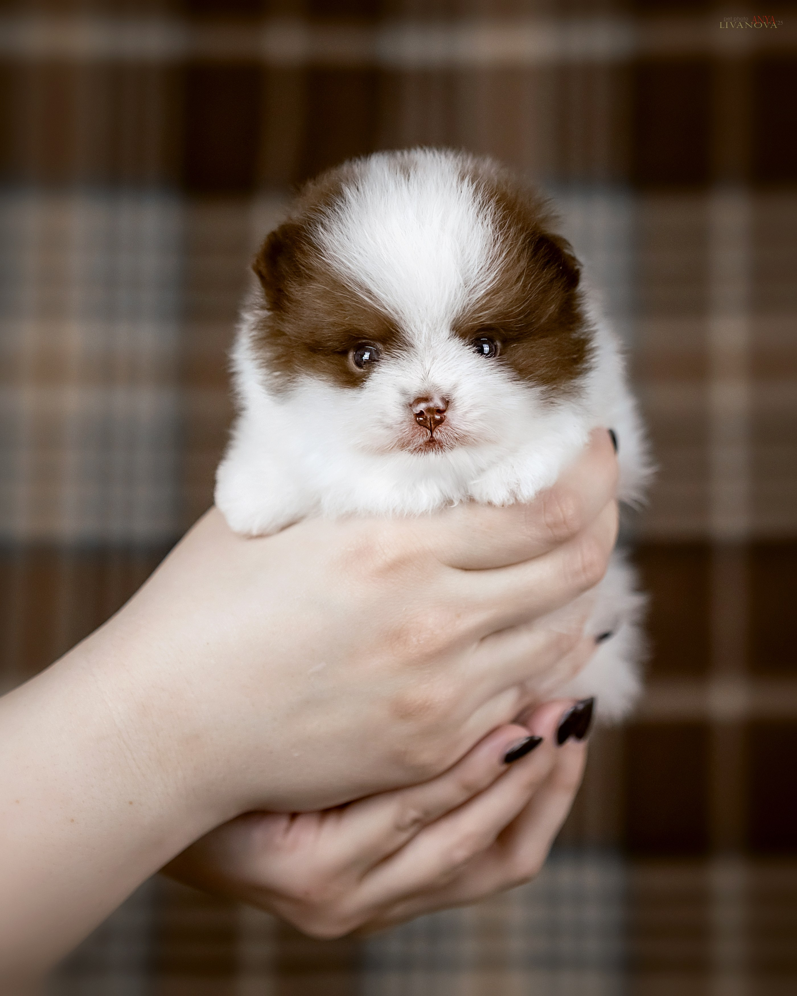 Шпицы. Фотограф анималист Аня Ливанова | Рыбинск