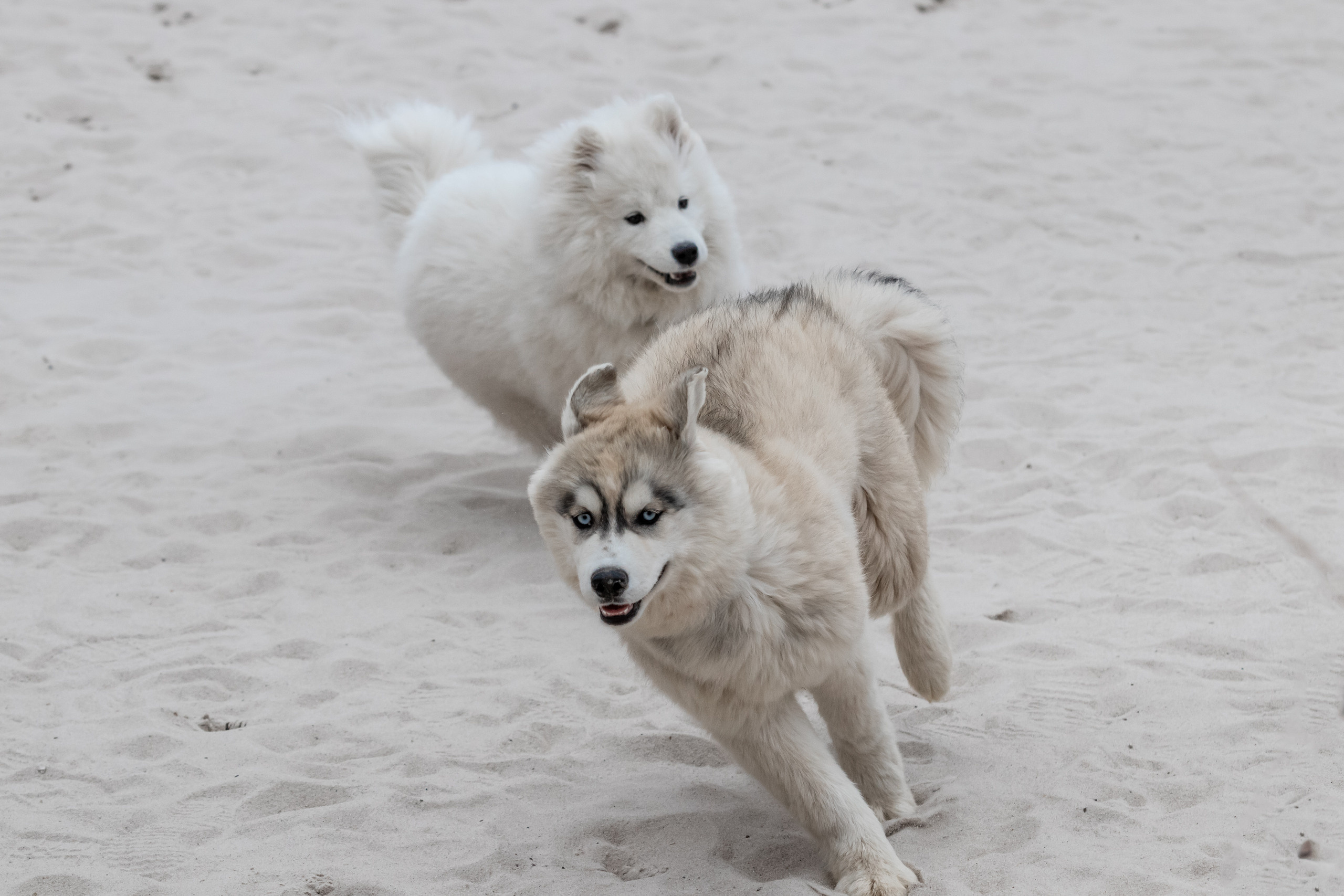 Открытие парка ездовых собак «Ошка», 11 мая 2023. Марк Шишкин — репортажный фотограф в Воронеже и России