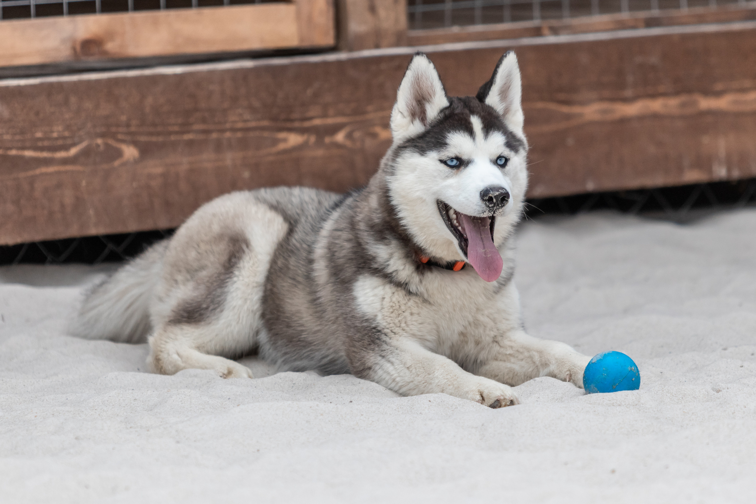 Открытие парка ездовых собак «Ошка», 11 мая 2023. Марк Шишкин — репортажный фотограф в Воронеже и России
