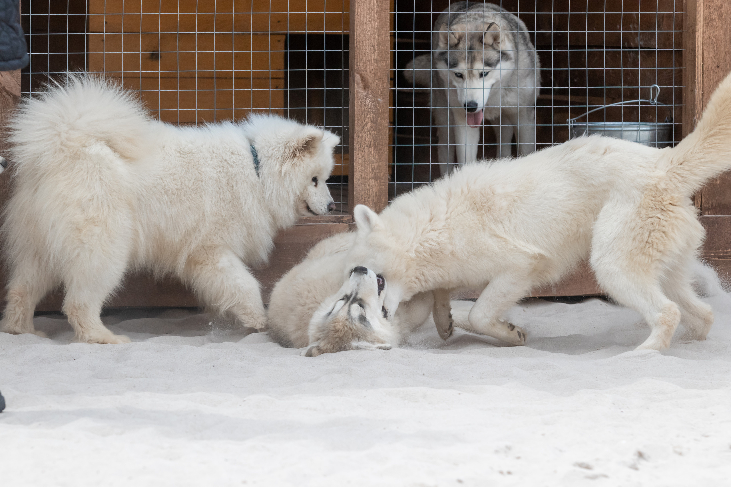 Открытие парка ездовых собак «Ошка», 11 мая 2023. Марк Шишкин — репортажный фотограф в Воронеже и России