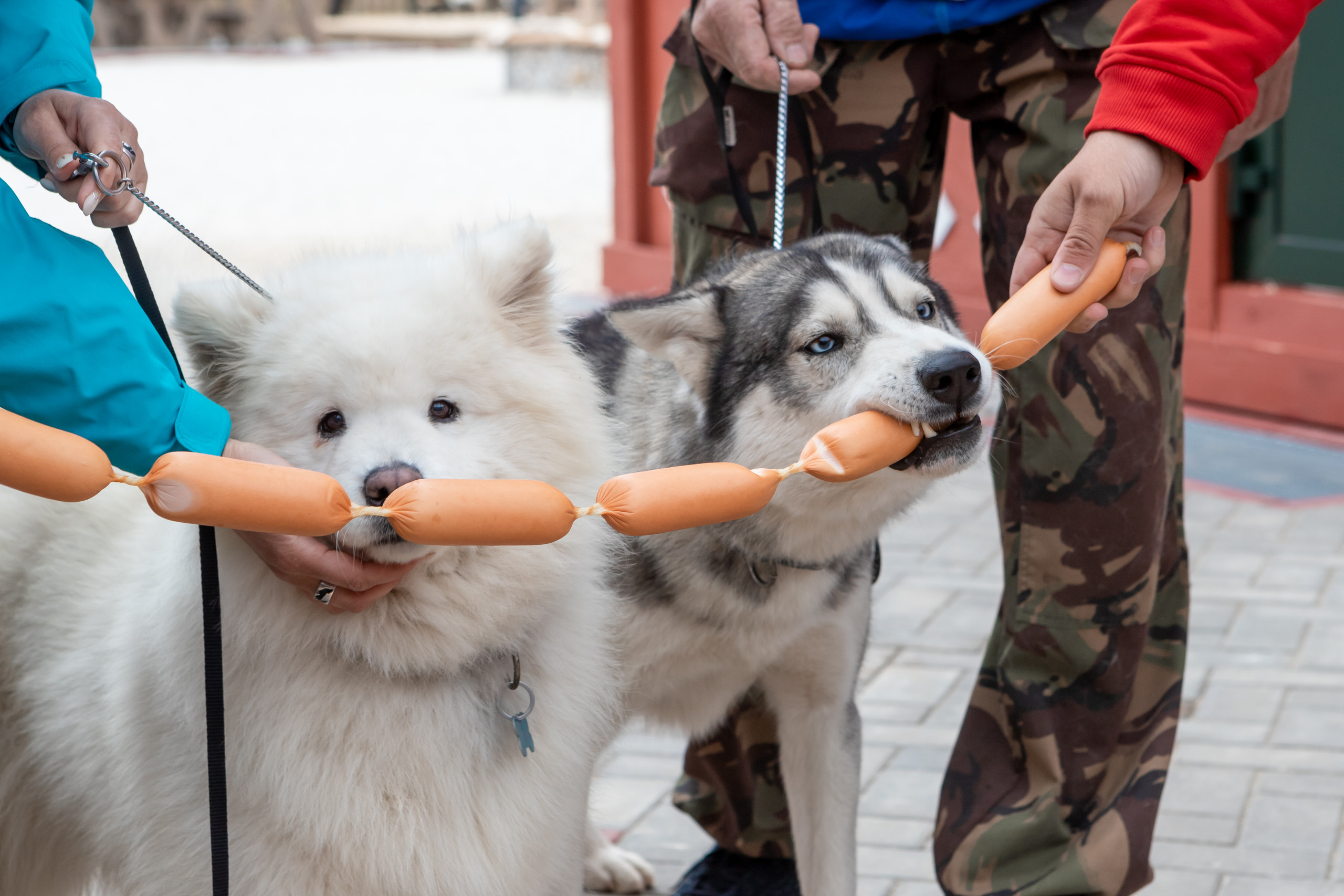 Открытие парка ездовых собак «Ошка», 11 мая 2023. Марк Шишкин — репортажный фотограф в Воронеже и России