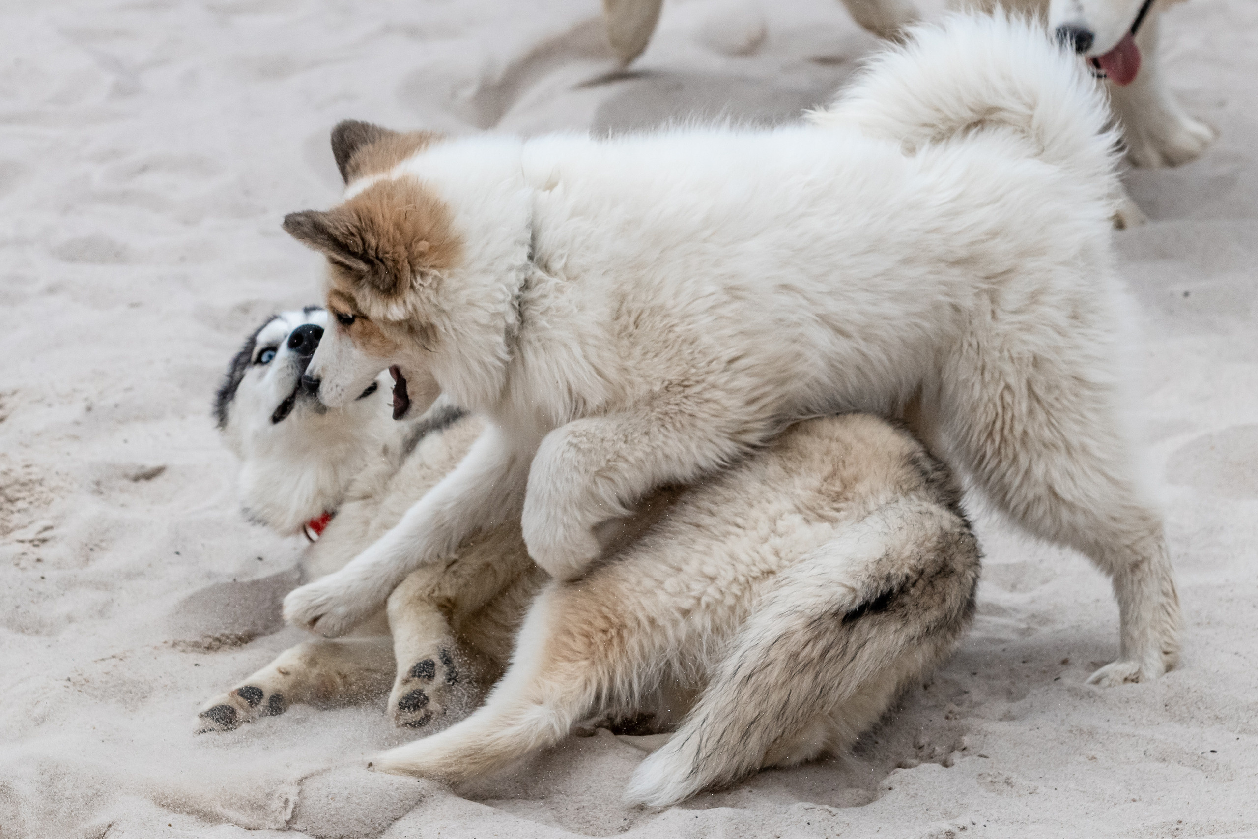 Открытие парка ездовых собак «Ошка», 11 мая 2023. Марк Шишкин — репортажный фотограф в Воронеже и России
