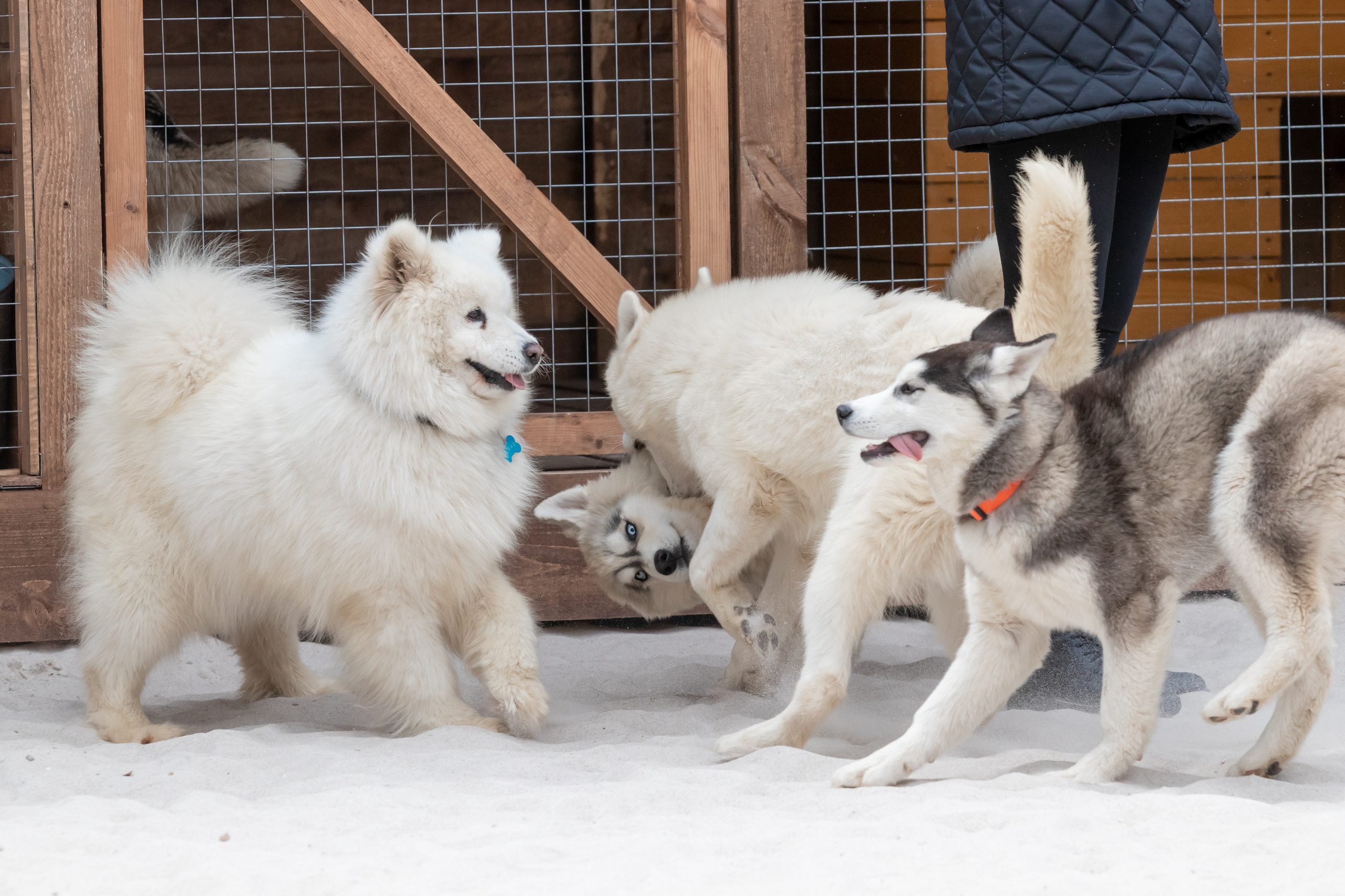 Открытие парка ездовых собак «Ошка», 11 мая 2023. Марк Шишкин — репортажный фотограф в Воронеже и России