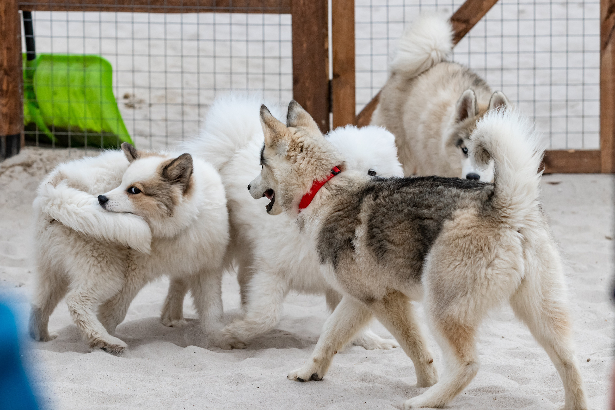 Открытие парка ездовых собак «Ошка», 11 мая 2023. Марк Шишкин — репортажный фотограф в Воронеже и России